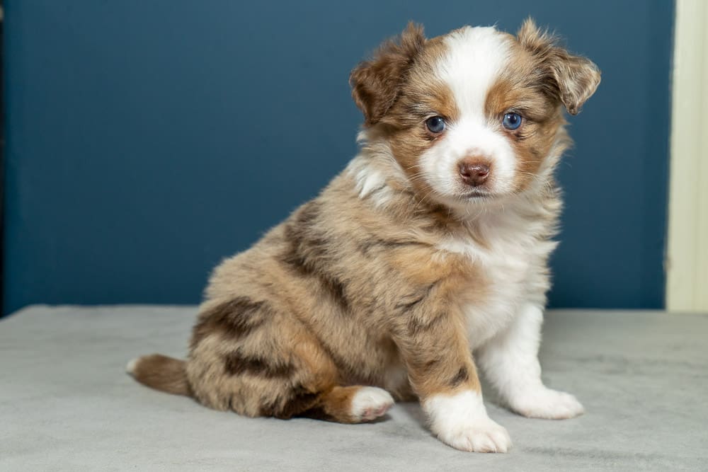 a red merle Toy Australian Shepherd puppy with a tail, sitting and looking at the camera