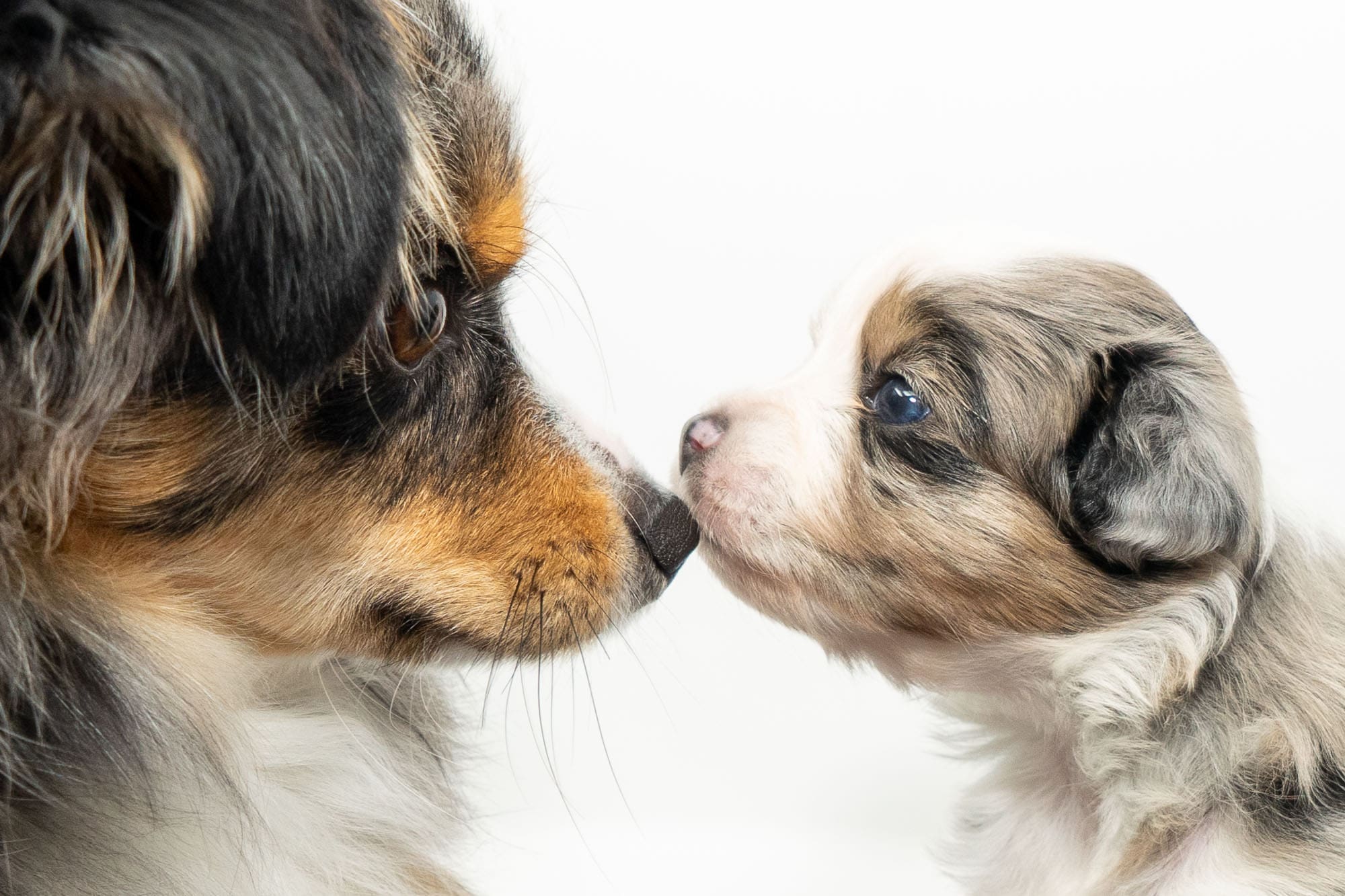 Two blue merle Toy Australian Shepherd puppies, one older and one younger, touching noses