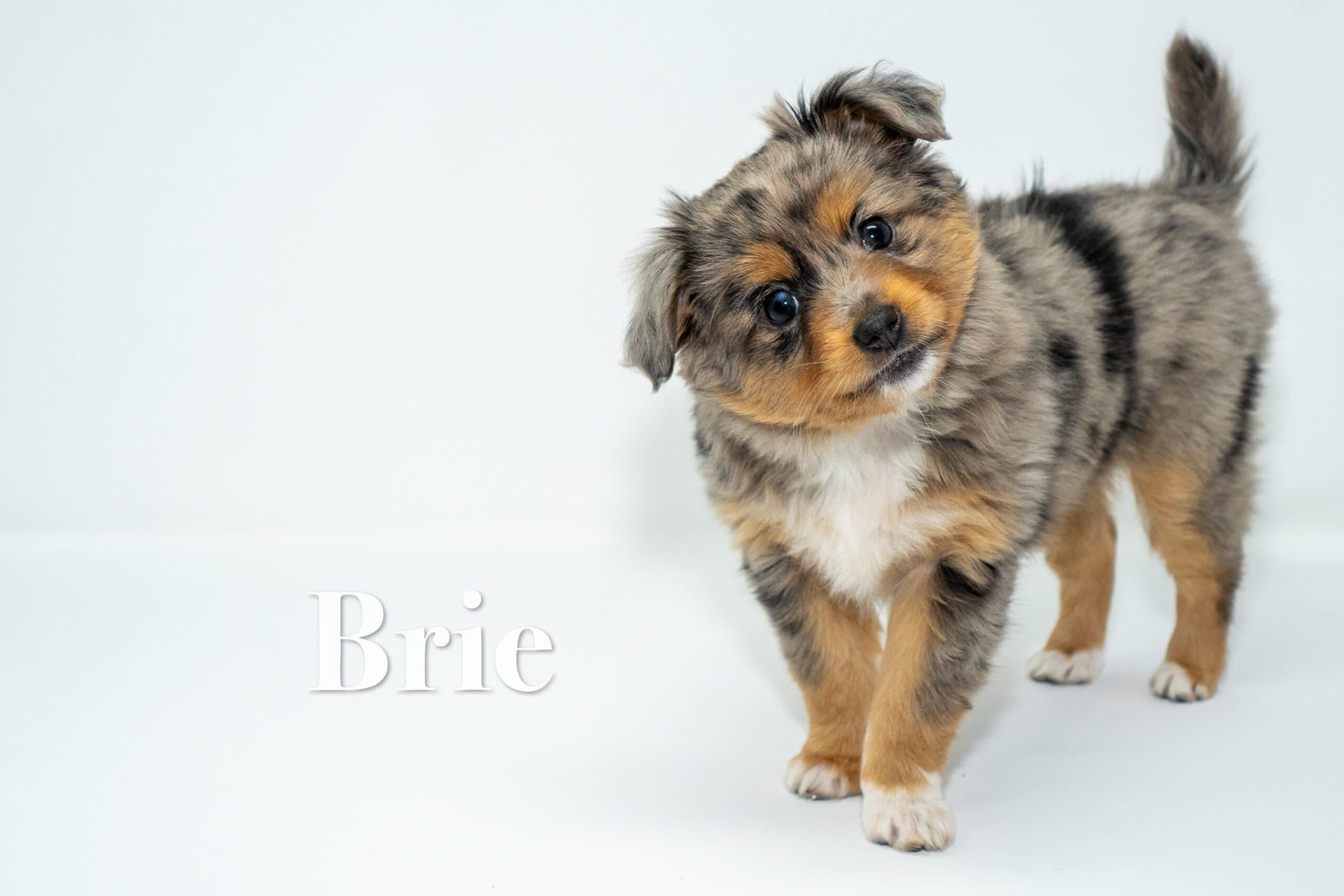 Female blue merle toy Australian shepherd puppy with a tail
