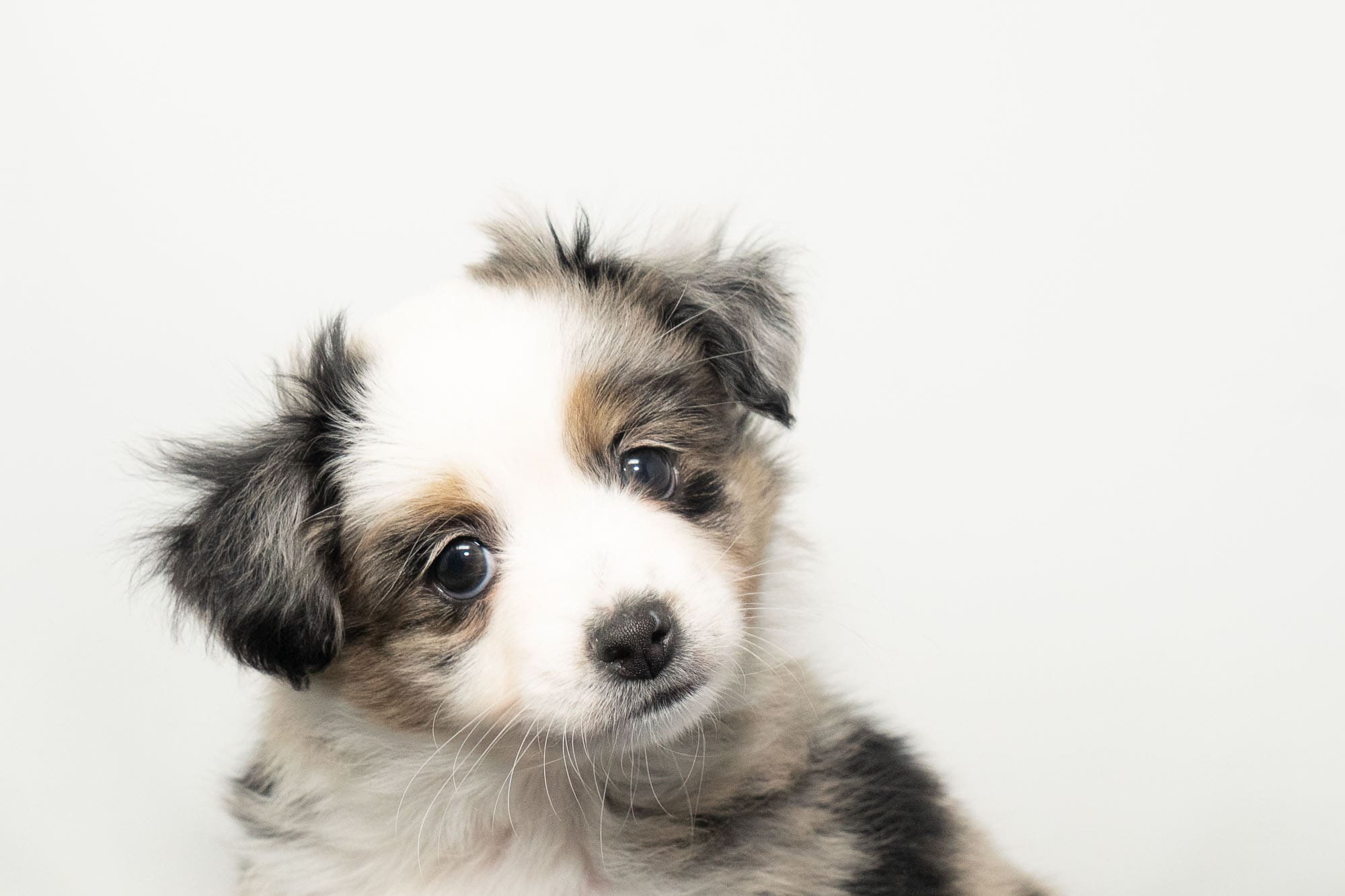 Blue merle female toy Australian Shepherd puppy with a tail