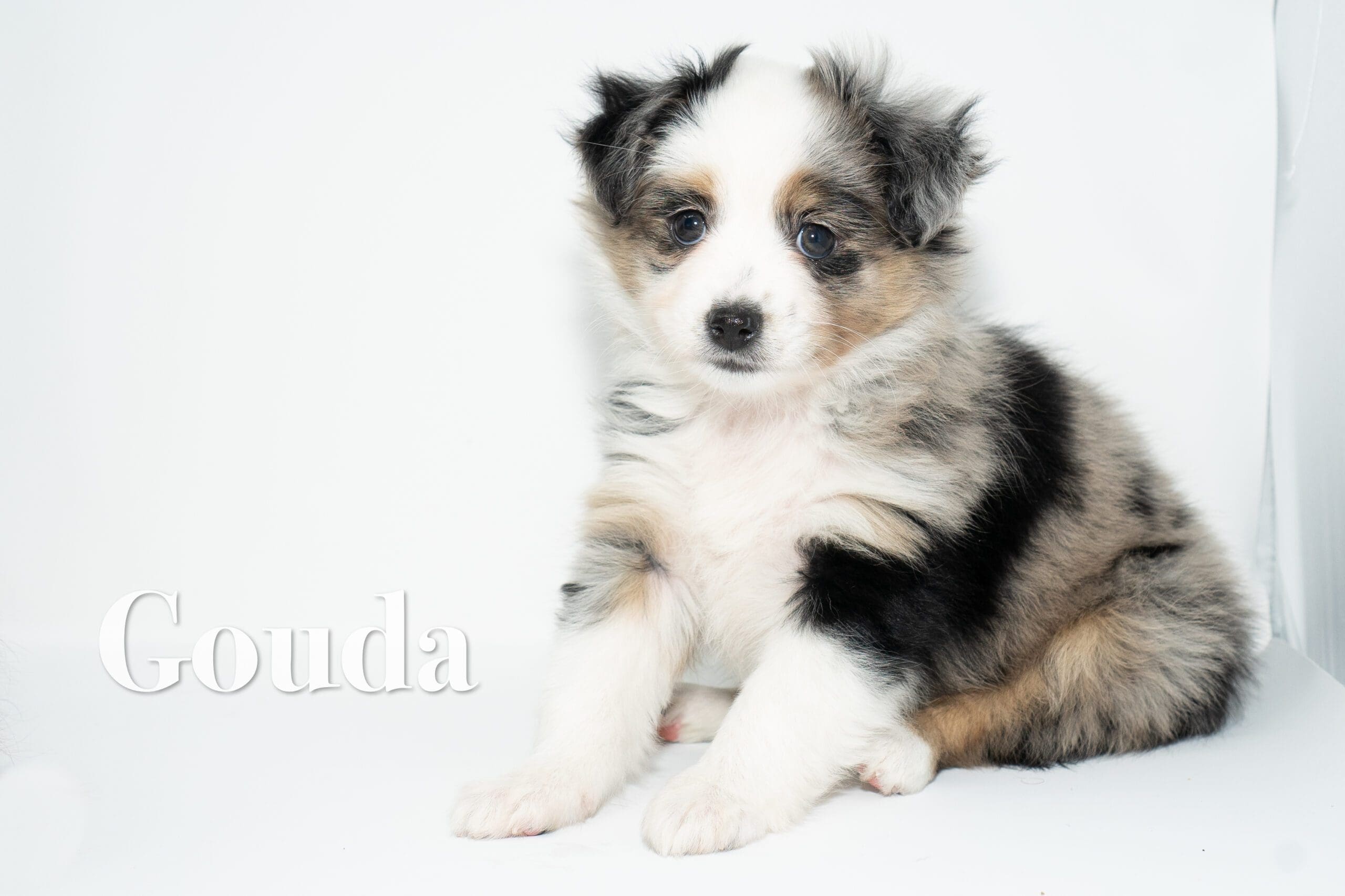 Blue merle female toy Australian Shepherd puppy with a tail