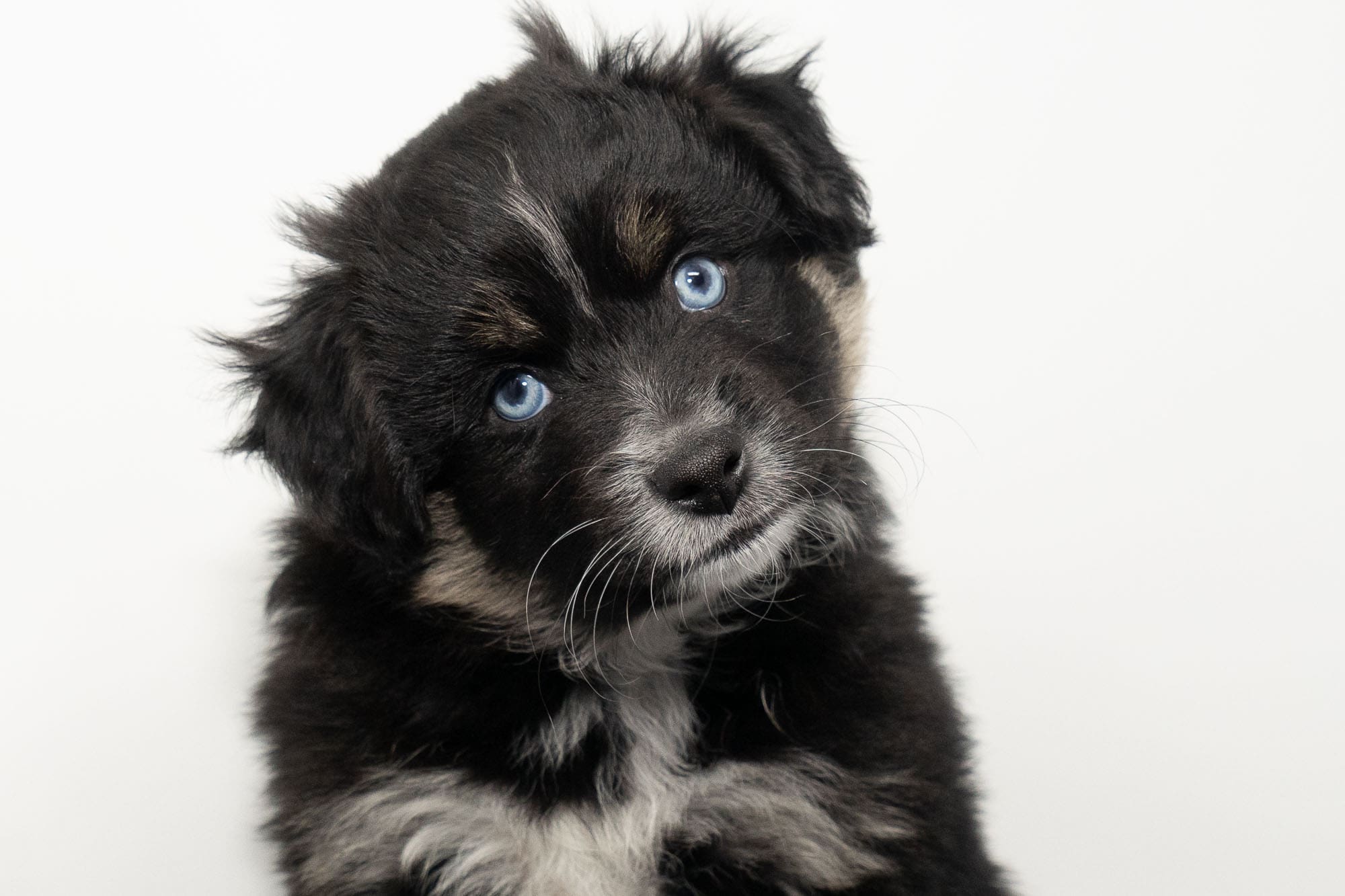 Male blue-eyed black tri Toy Australian Shepherd puppy with a tail