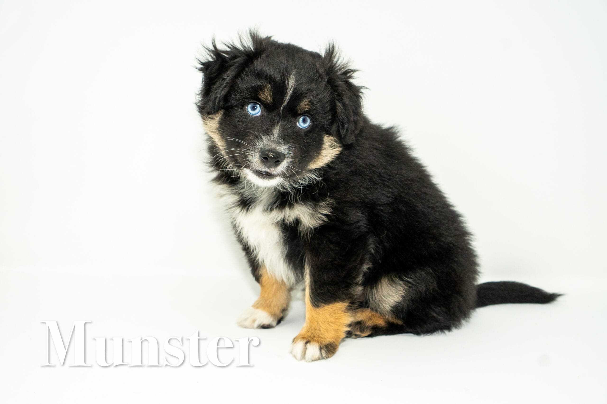 Male blue-eyed black tri Toy Australian Shepherd puppy with a tail