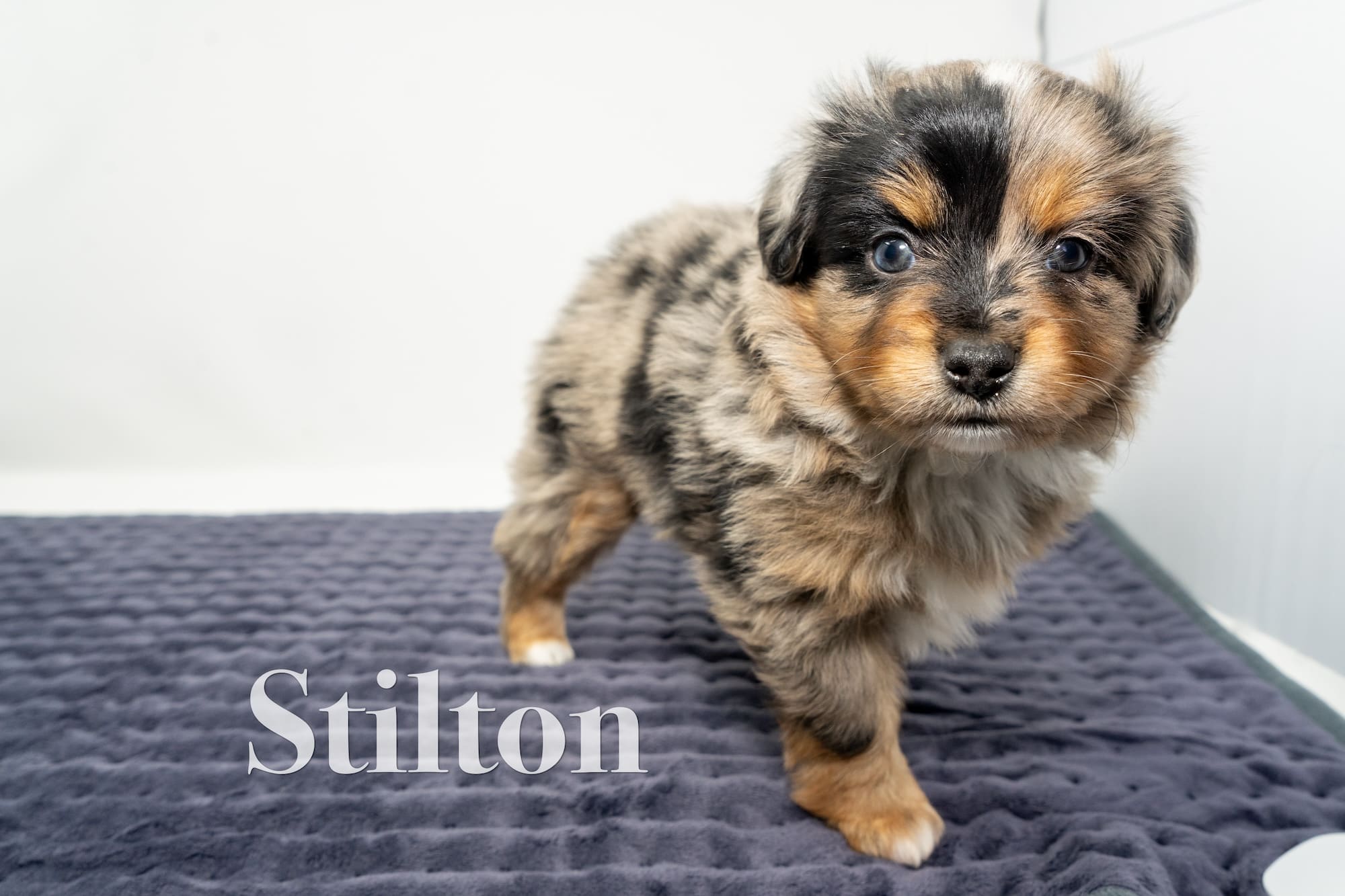 5-week-old male blue merle Toy Australian Shepherd puppy with a tail