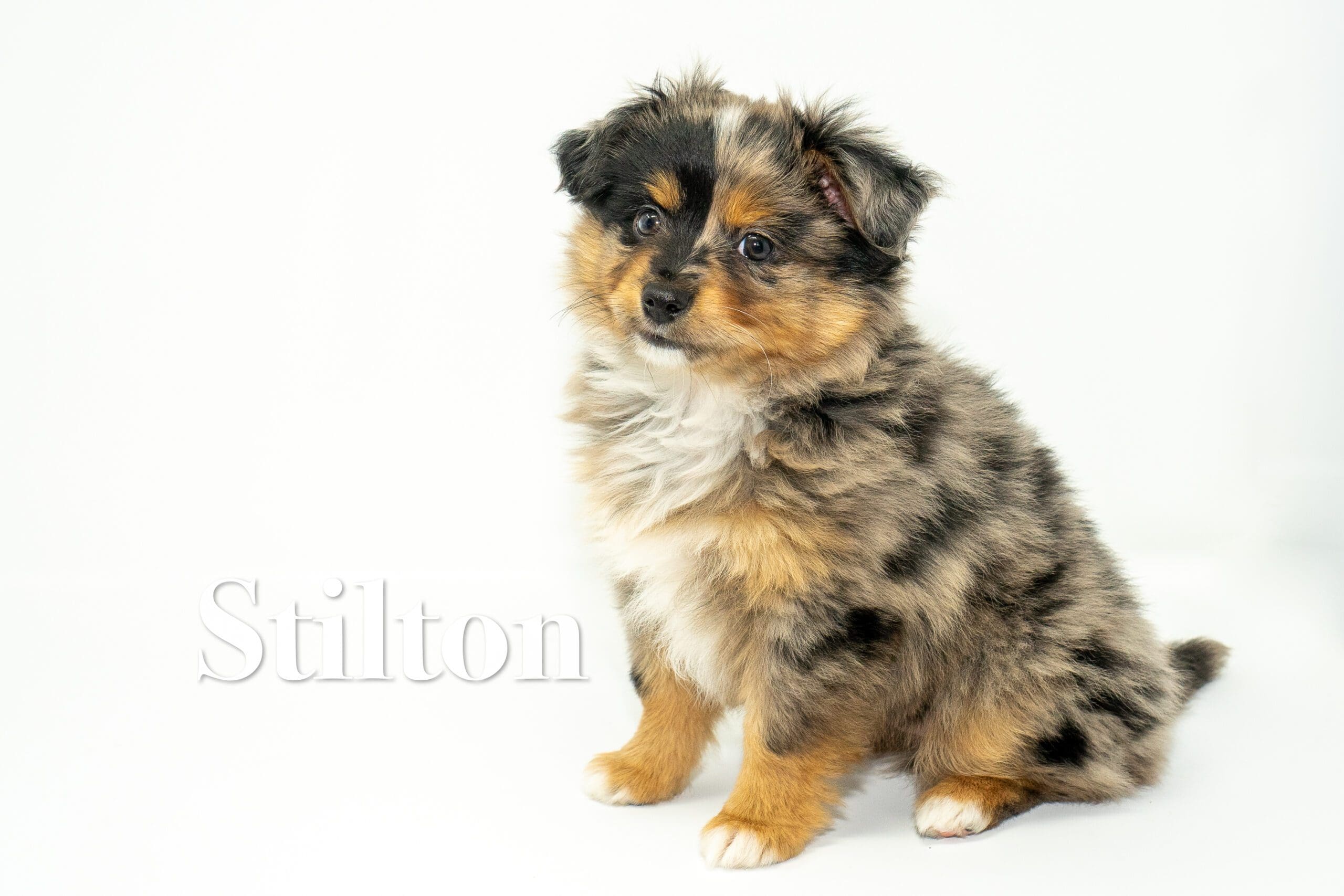 Male blue merle toy Australian Shepherd puppy with a tail