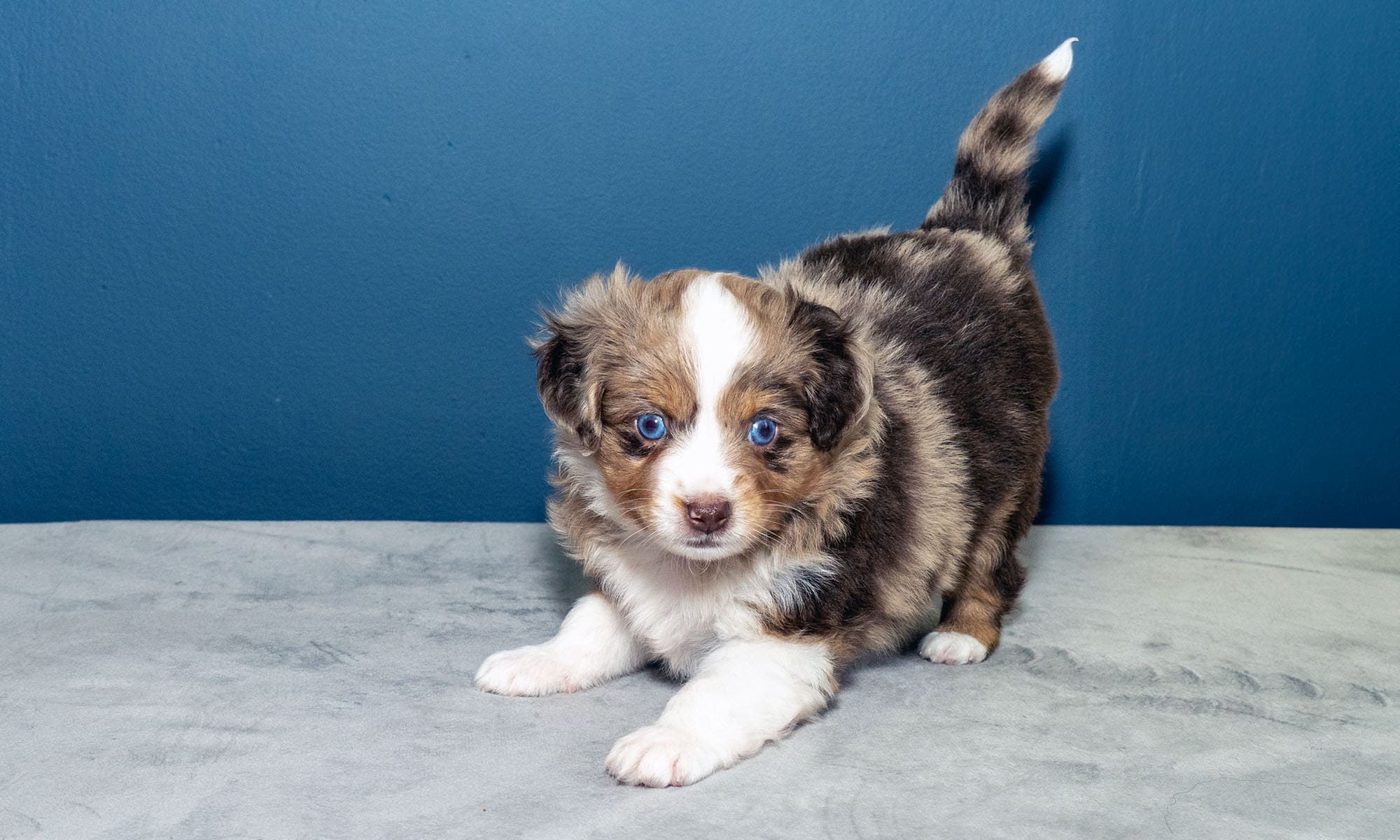 mini aussie puppies for adoption