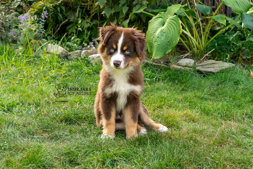 A blue eyed red tricolor Toy Australian Shepherd puppy, sitting with her back legs to one side in the grass