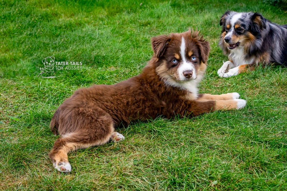 A blue eyed red tri Toy Aussie puppy, lying in the grass and looking at the camera while a blue merle Toy Aussie chews on a stick in the background