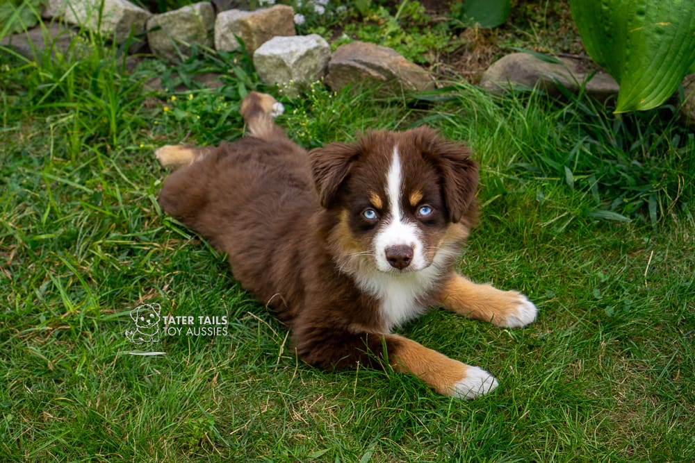 A blue eyed red tri Toy Aussie puppy lying in overgrown grass in a sploot, looking at the camera