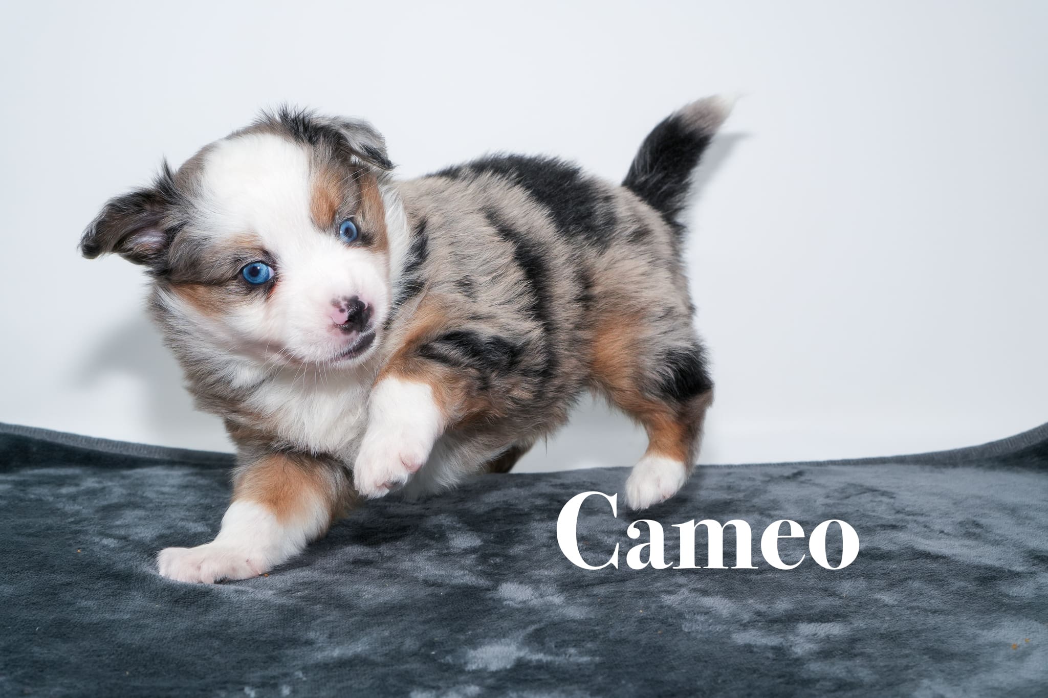 A 5-week-old blue merle Toy Australian Shepherd puppy with a tail