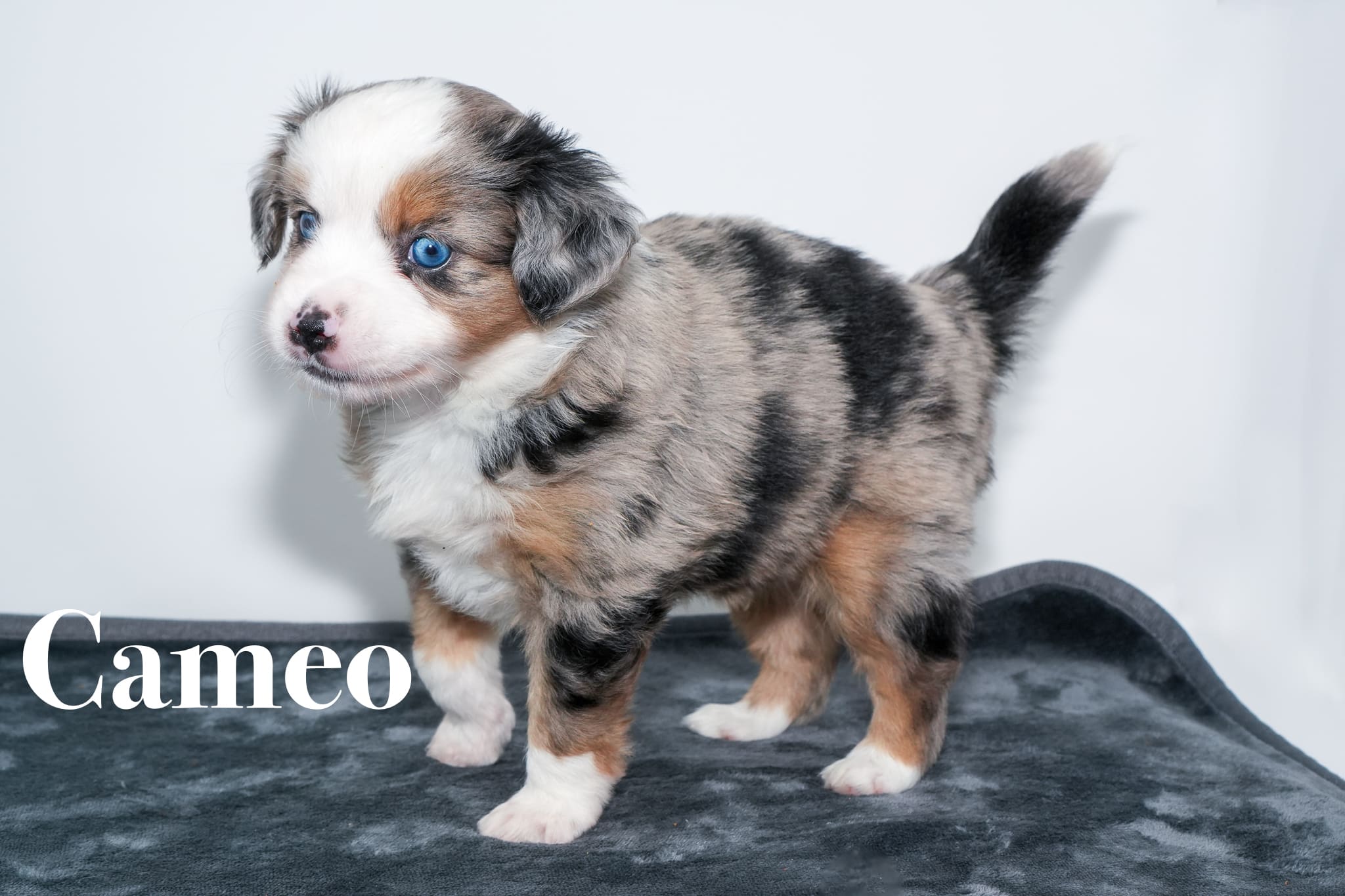 A 5-week-old blue merle Toy Australian Shepherd puppy with a tail