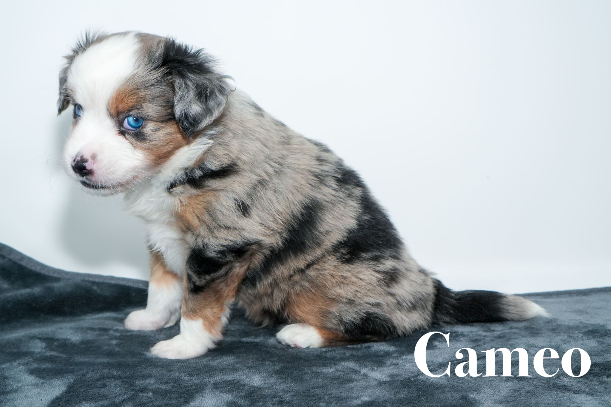 A 5-week-old blue merle Toy Australian Shepherd puppy with a tail