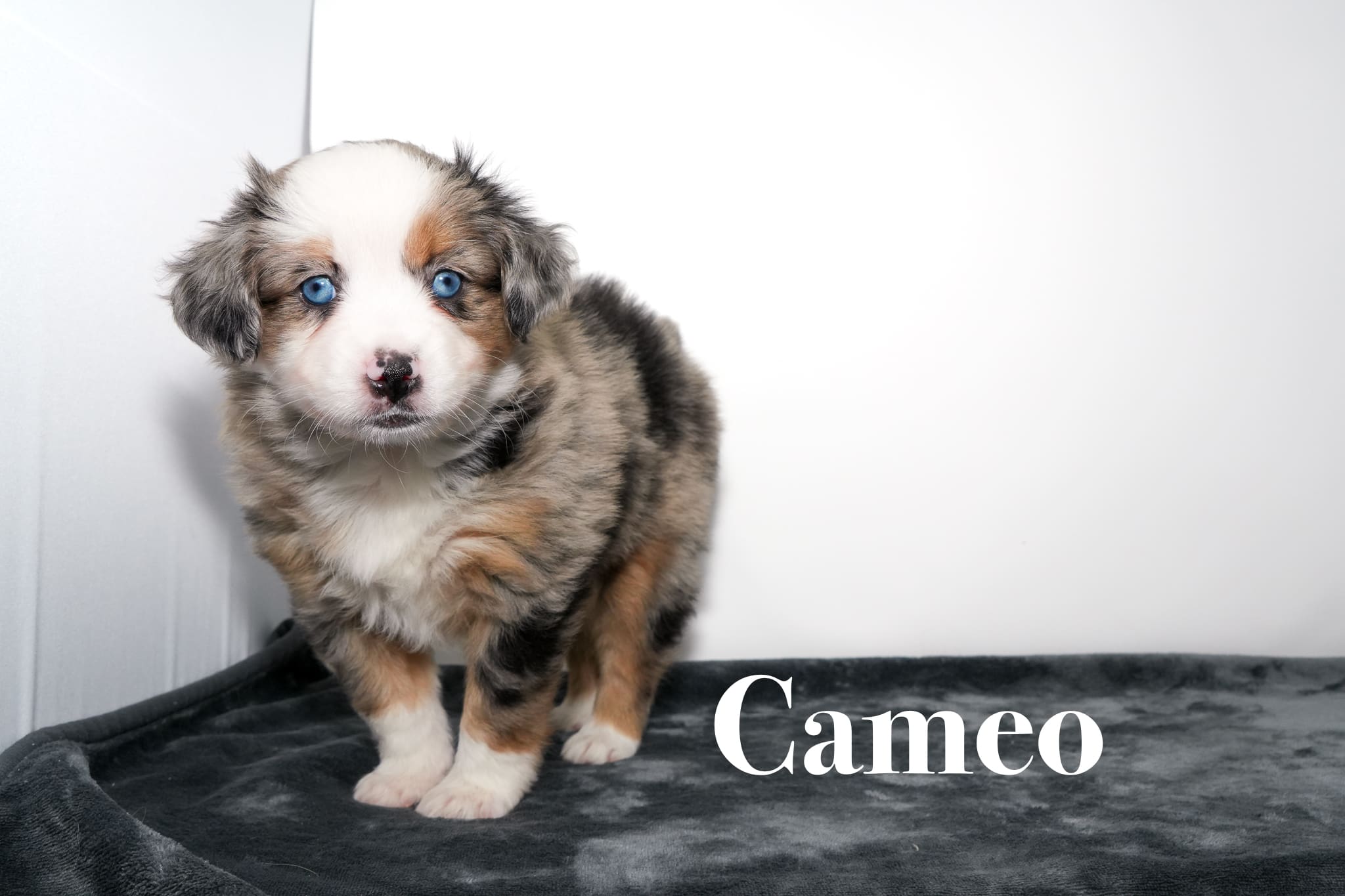 A 6-week-old blue merle Toy Australian Shepherd puppy with a tail