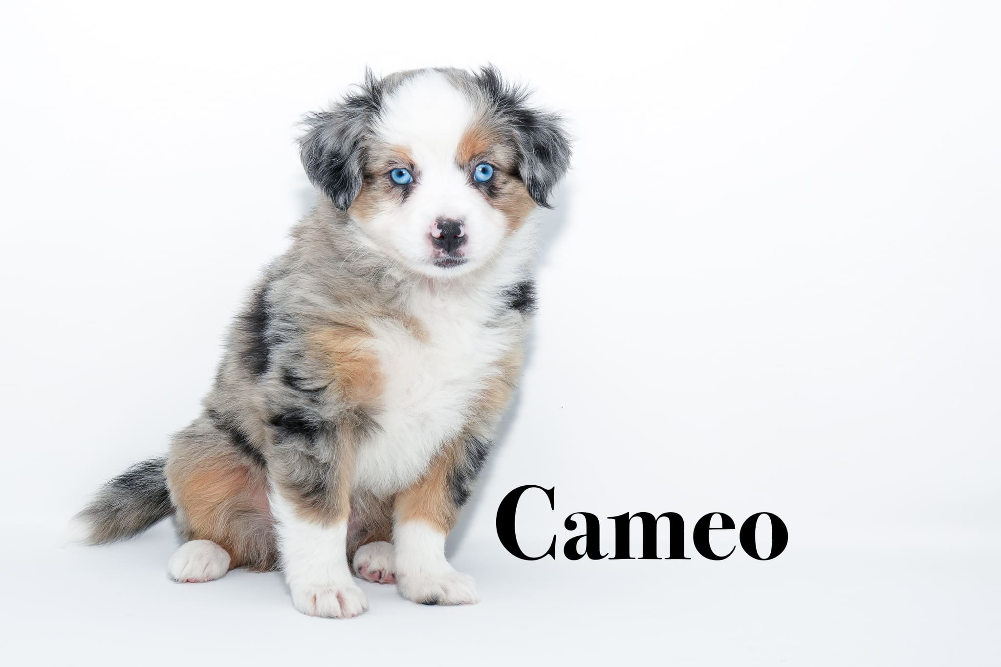 A 7-week-old blue merle Toy Australian Shepherd puppy with a tail