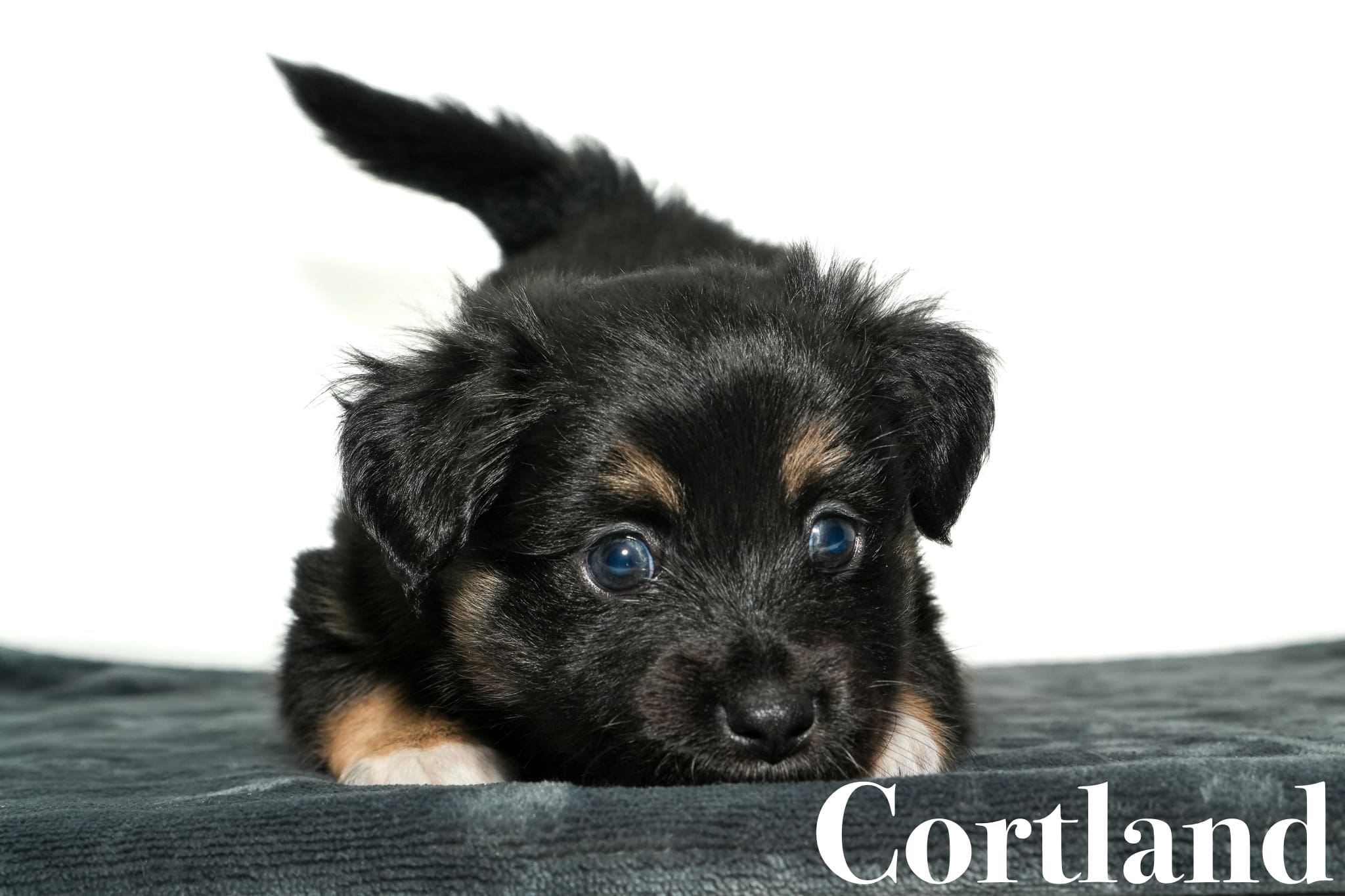 Cortland, a five week old minimal white black tricolor Toy Australian Shepherd puppy with a tail