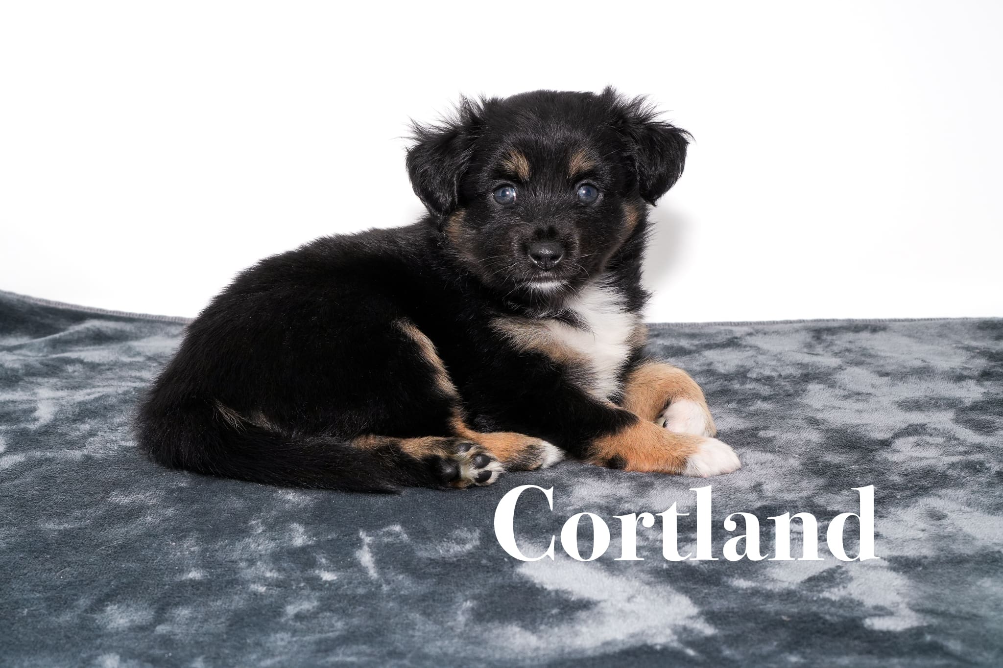 Cortland, a five week old minimal white black tricolor Toy Australian Shepherd puppy with a tail