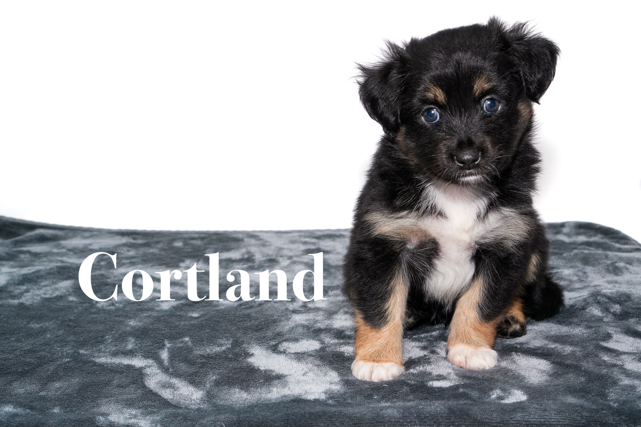 Cortland, a five week old minimal white black tricolor Toy Australian Shepherd puppy with a tail