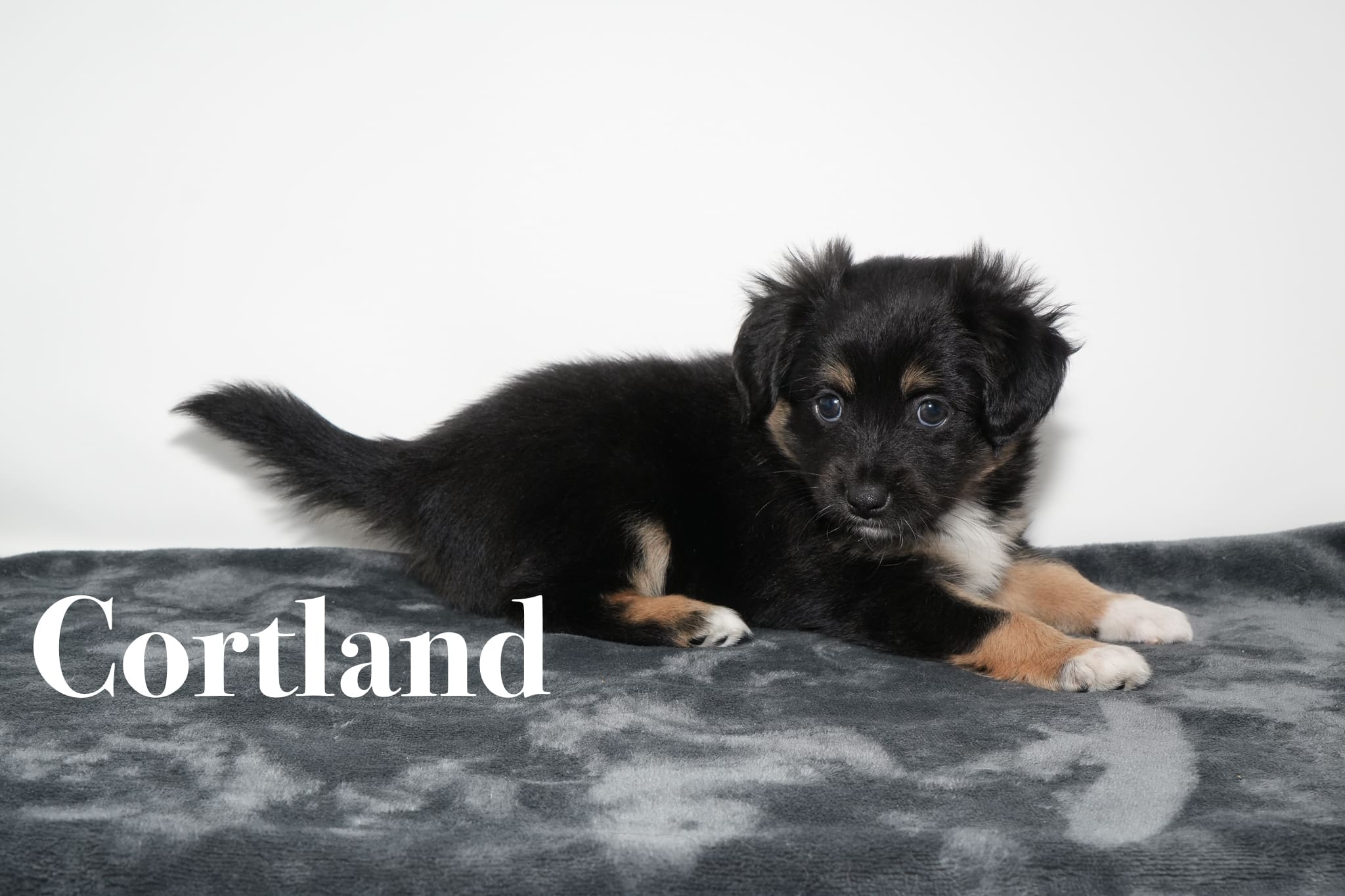 A black tricolor Toy Australian Shepherd puppy with a tail