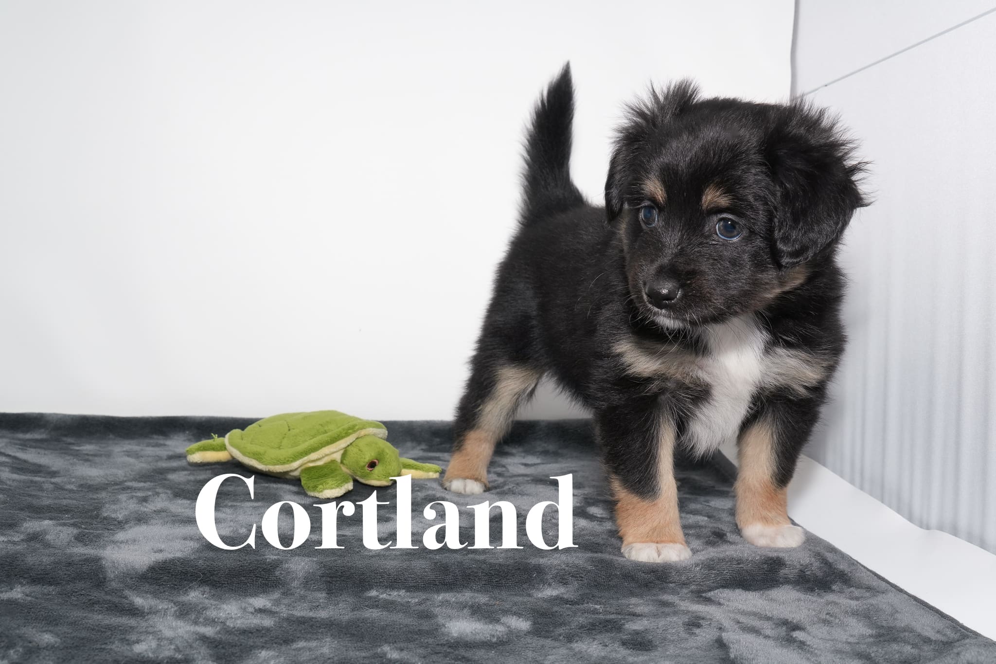 A black tricolor Toy Australian Shepherd puppy with a tail