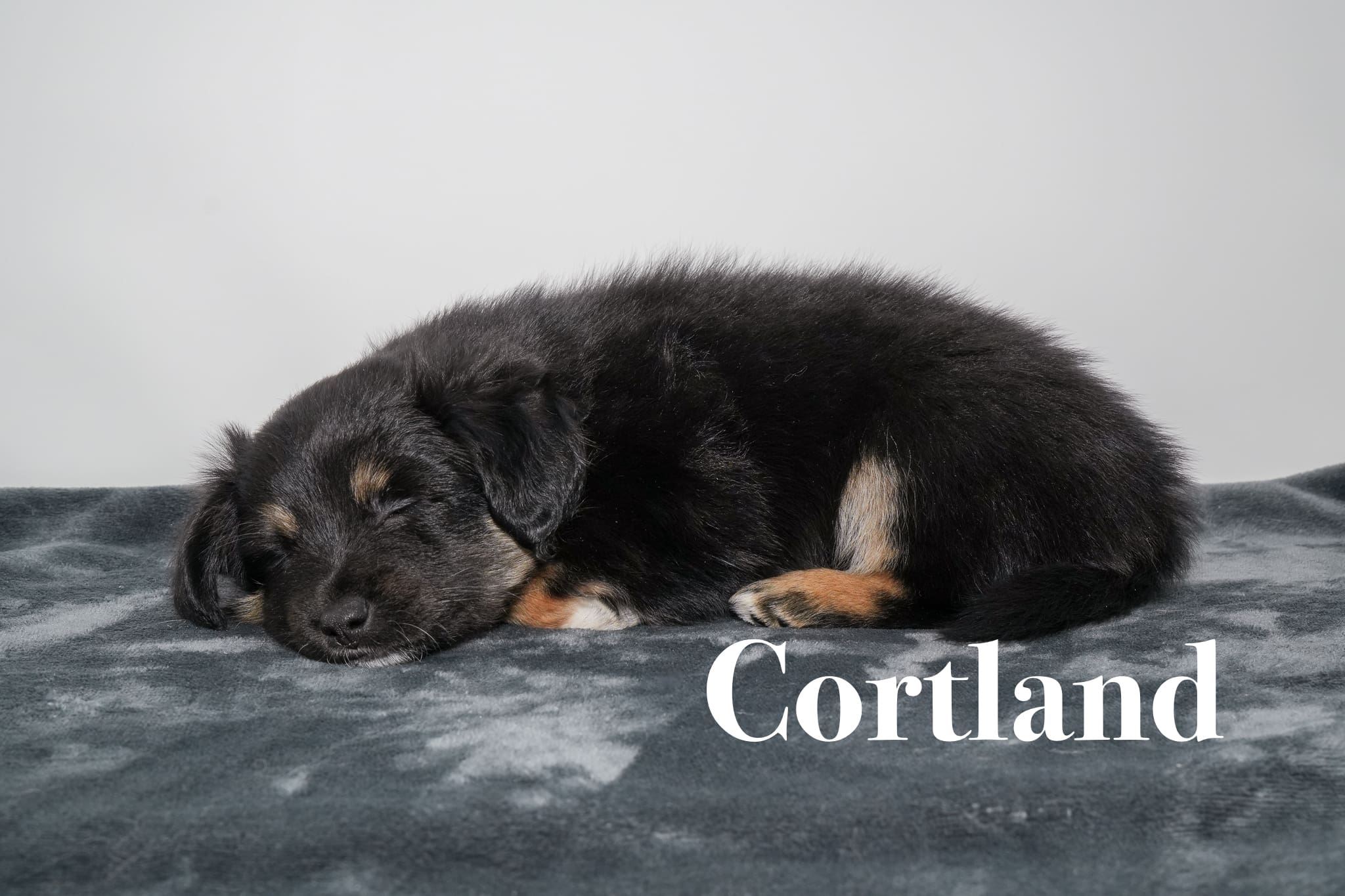 A black tricolor Toy Australian Shepherd puppy with a tail