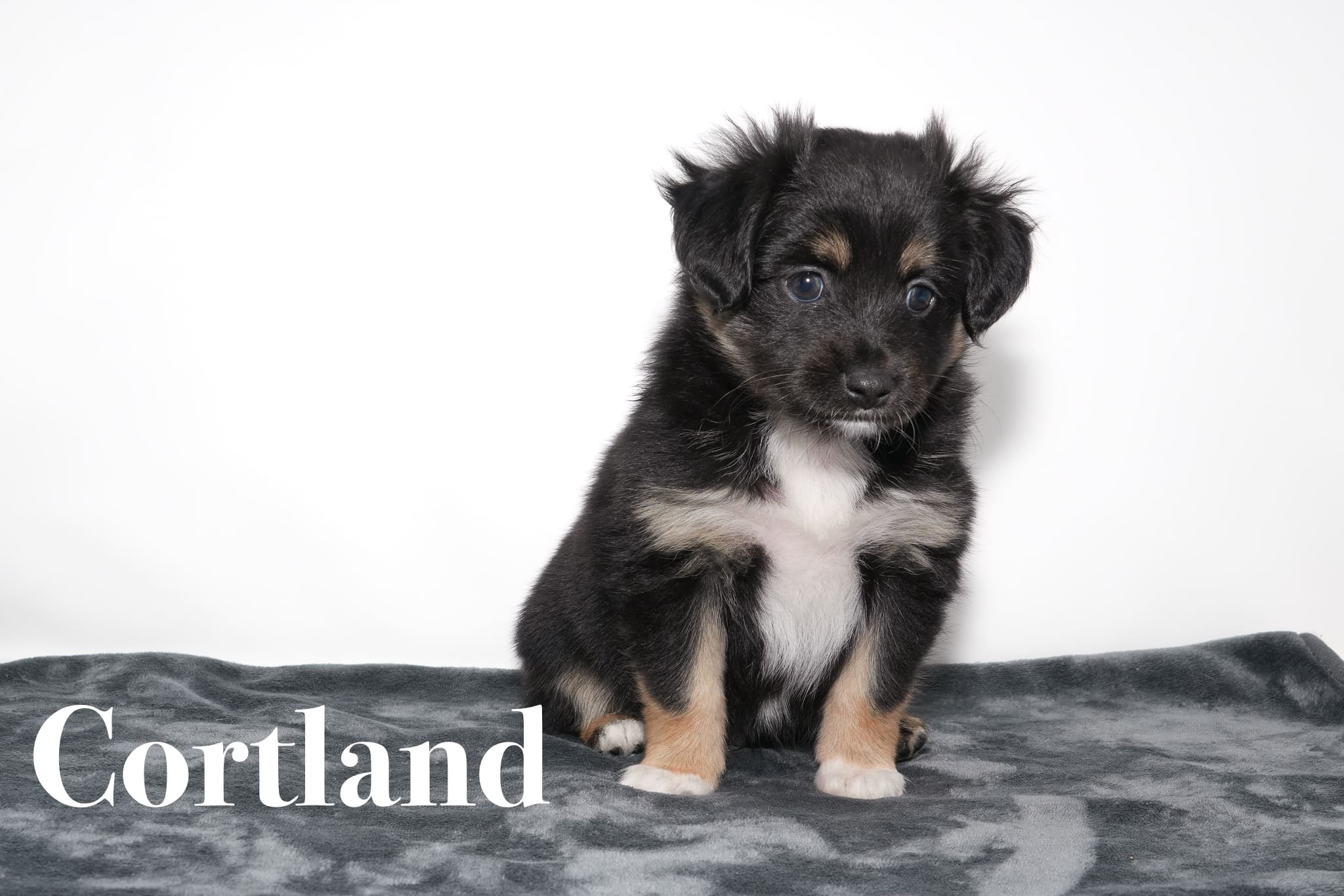 A black tricolor Toy Australian Shepherd puppy with a tail