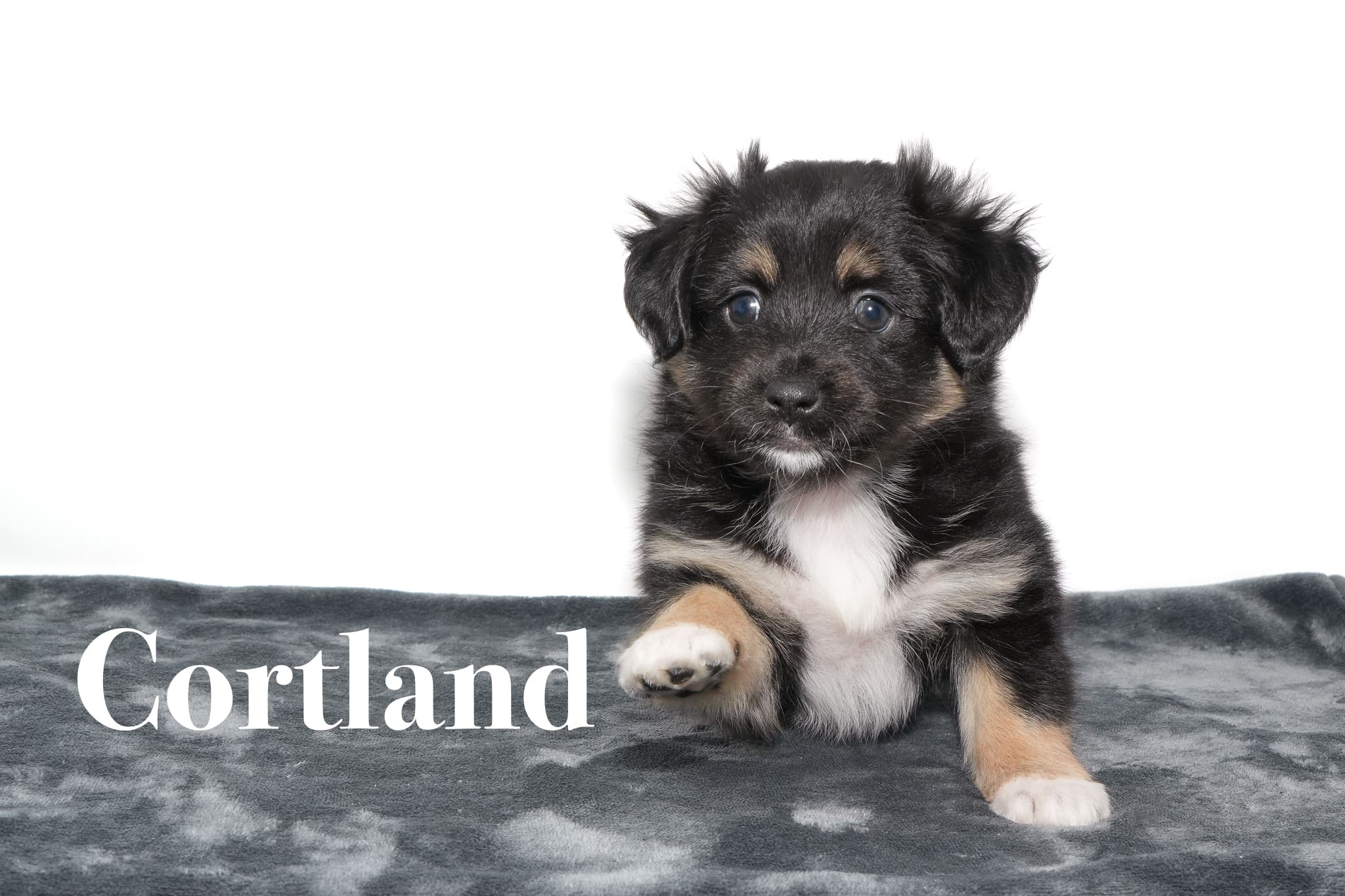 A black tricolor Toy Australian Shepherd puppy with a tail
