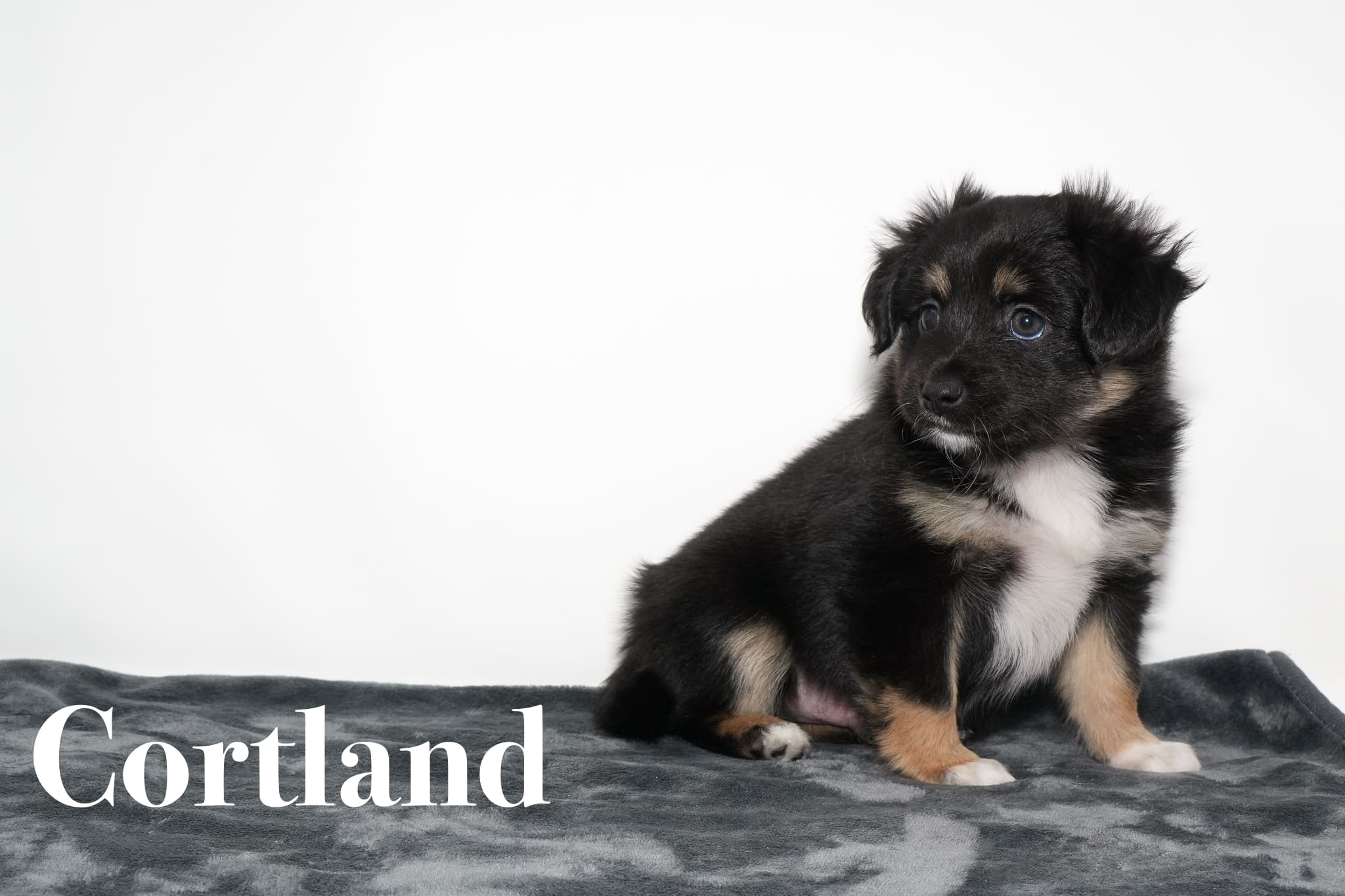 A black tricolor Toy Australian Shepherd puppy with a tail