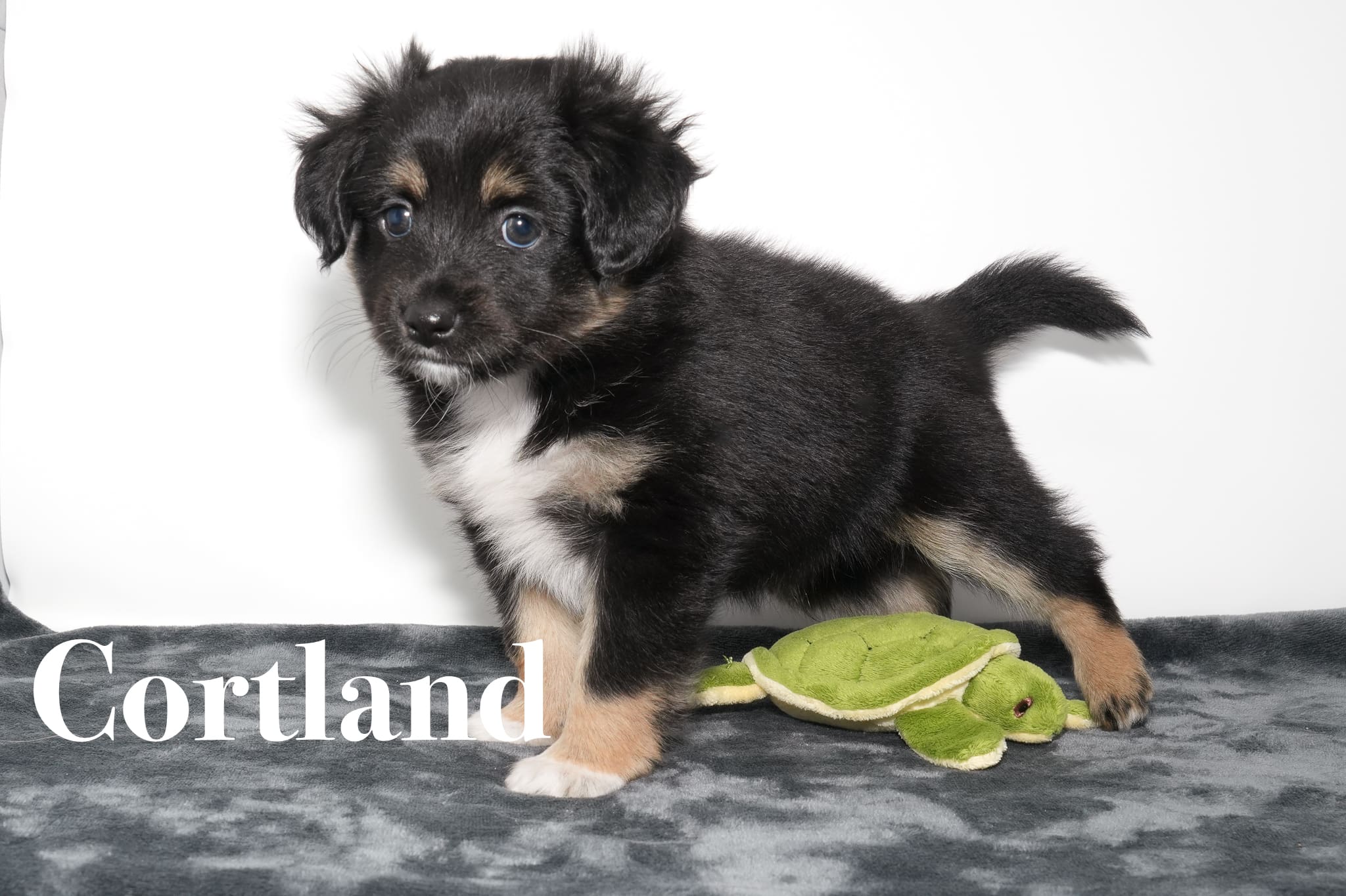 A black tricolor Toy Australian Shepherd puppy with a tail