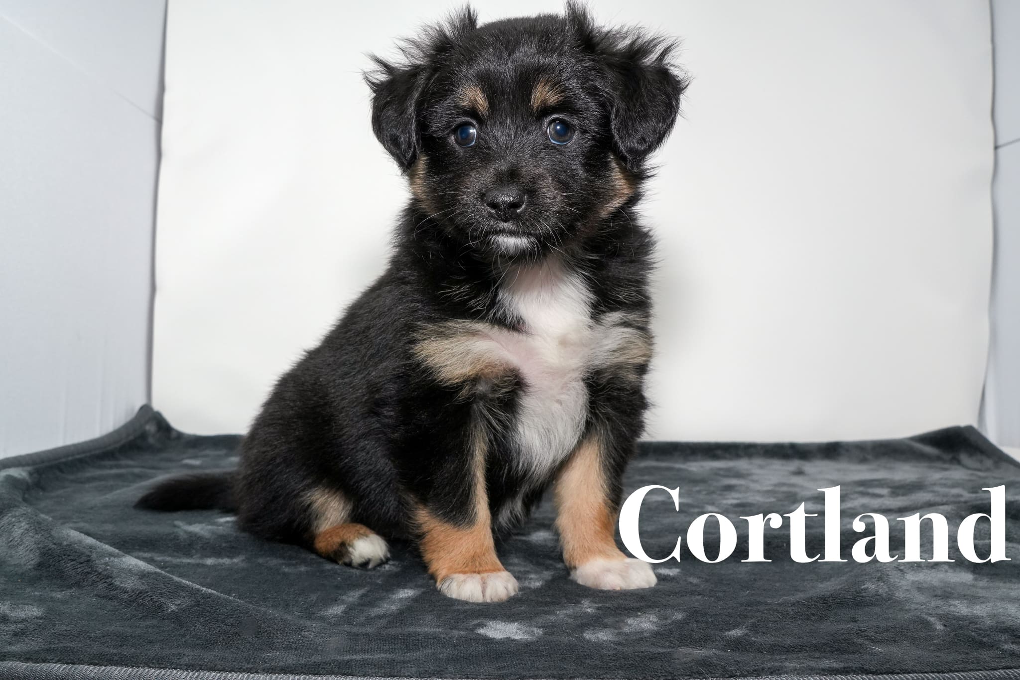 A black tricolor Toy Australian Shepherd puppy with a tail