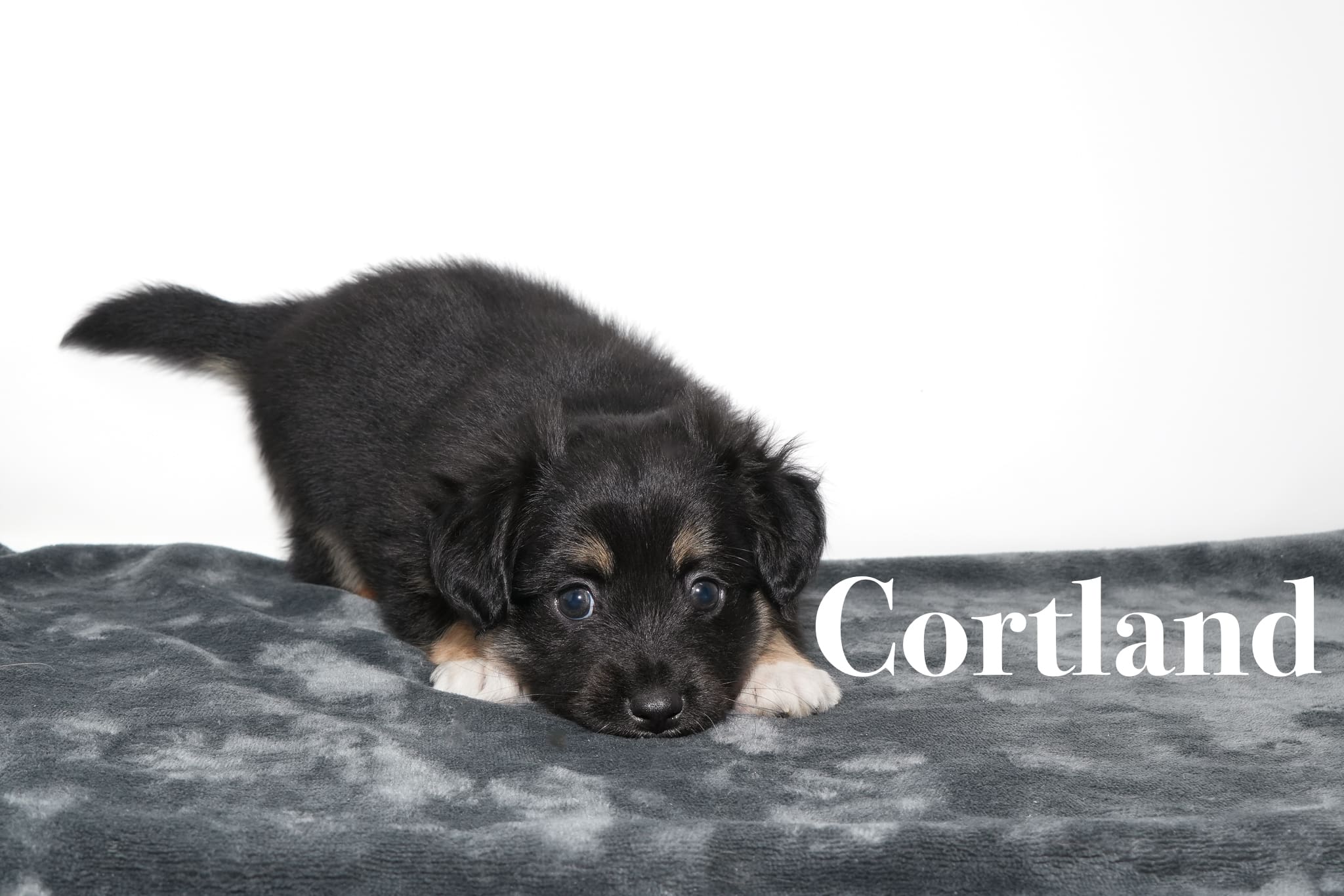 A black tricolor Toy Australian Shepherd puppy with a tail