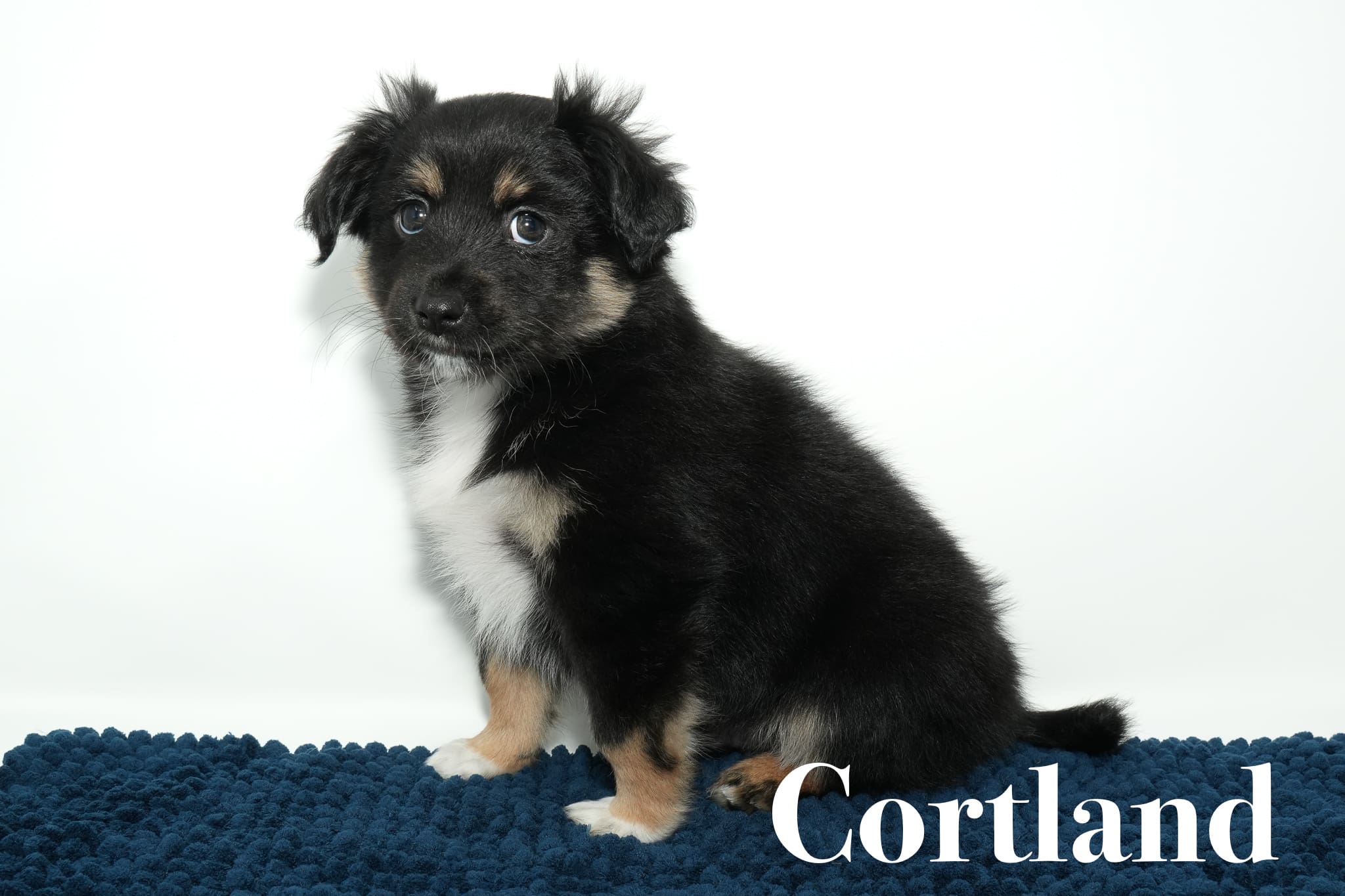 A black tricolor Toy Australian Shepherd puppy with a tail