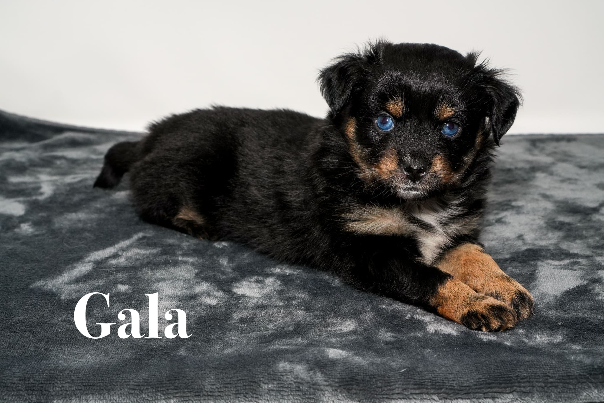 Gala, a tiny five week old blue eyed black tricolor female Toy Australian Shepherd puppy with a tail