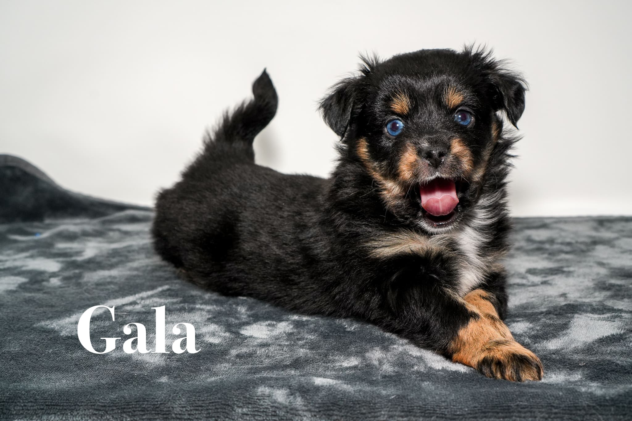 Gala, a tiny five week old blue eyed black tricolor female Toy Australian Shepherd puppy with a tail