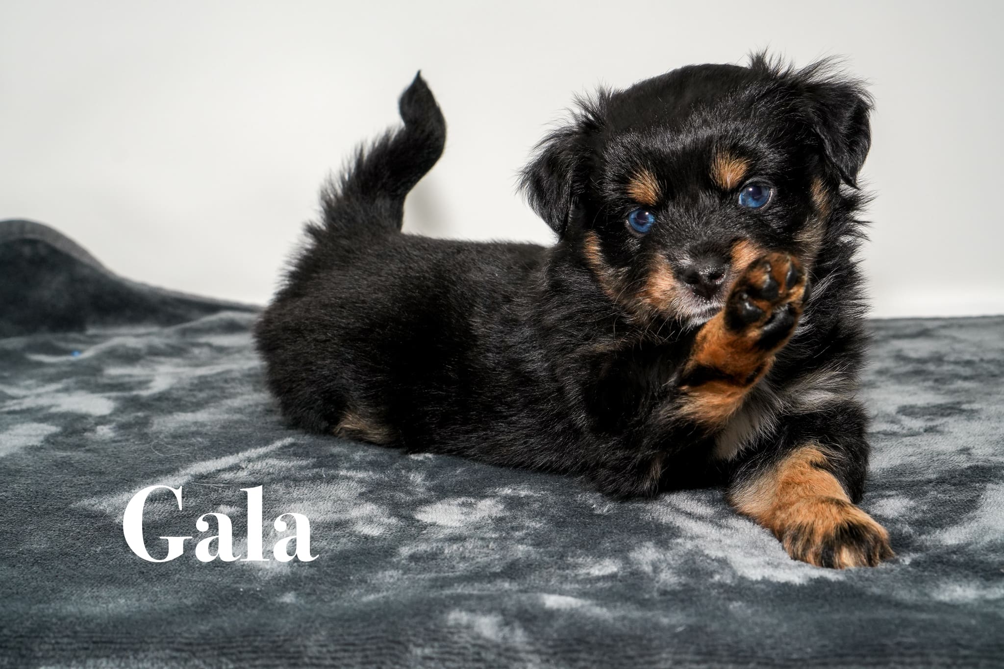 Gala, a tiny five week old blue eyed black tricolor female Toy Australian Shepherd puppy with a tail