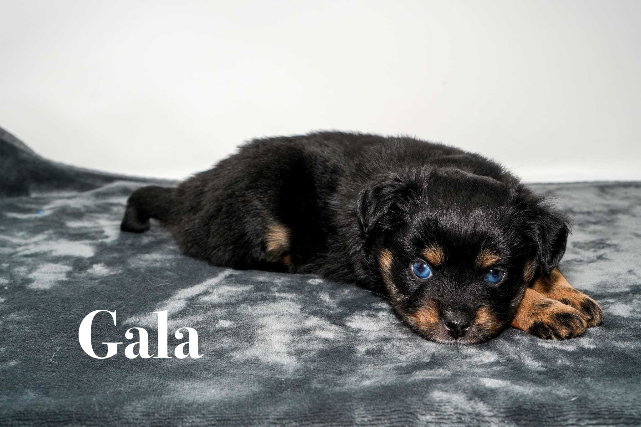 Gala, a tiny five week old blue eyed black tricolor female Toy Australian Shepherd puppy with a tail
