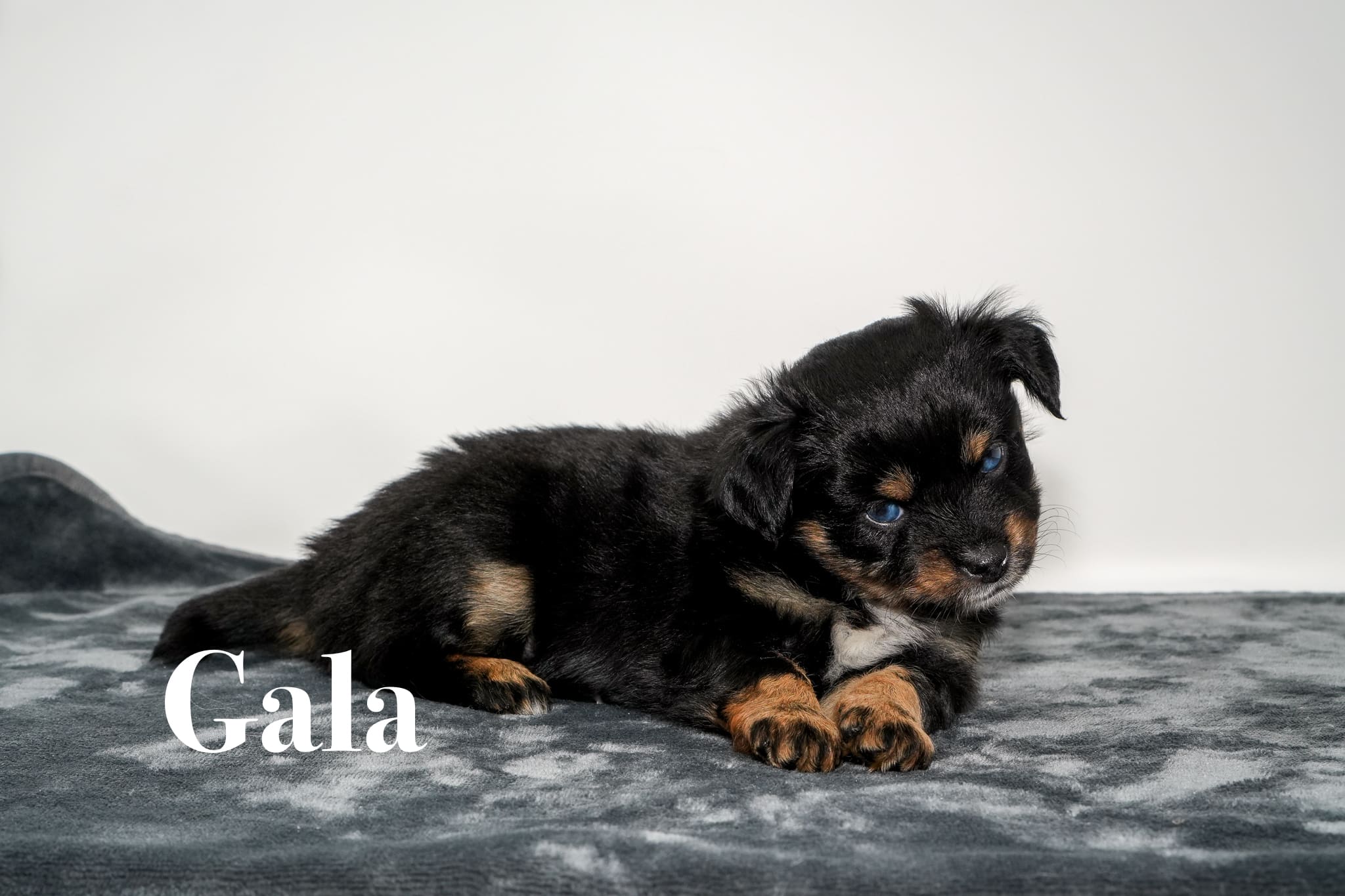Gala, a tiny five week old blue eyed black tricolor female Toy Australian Shepherd puppy with a tail