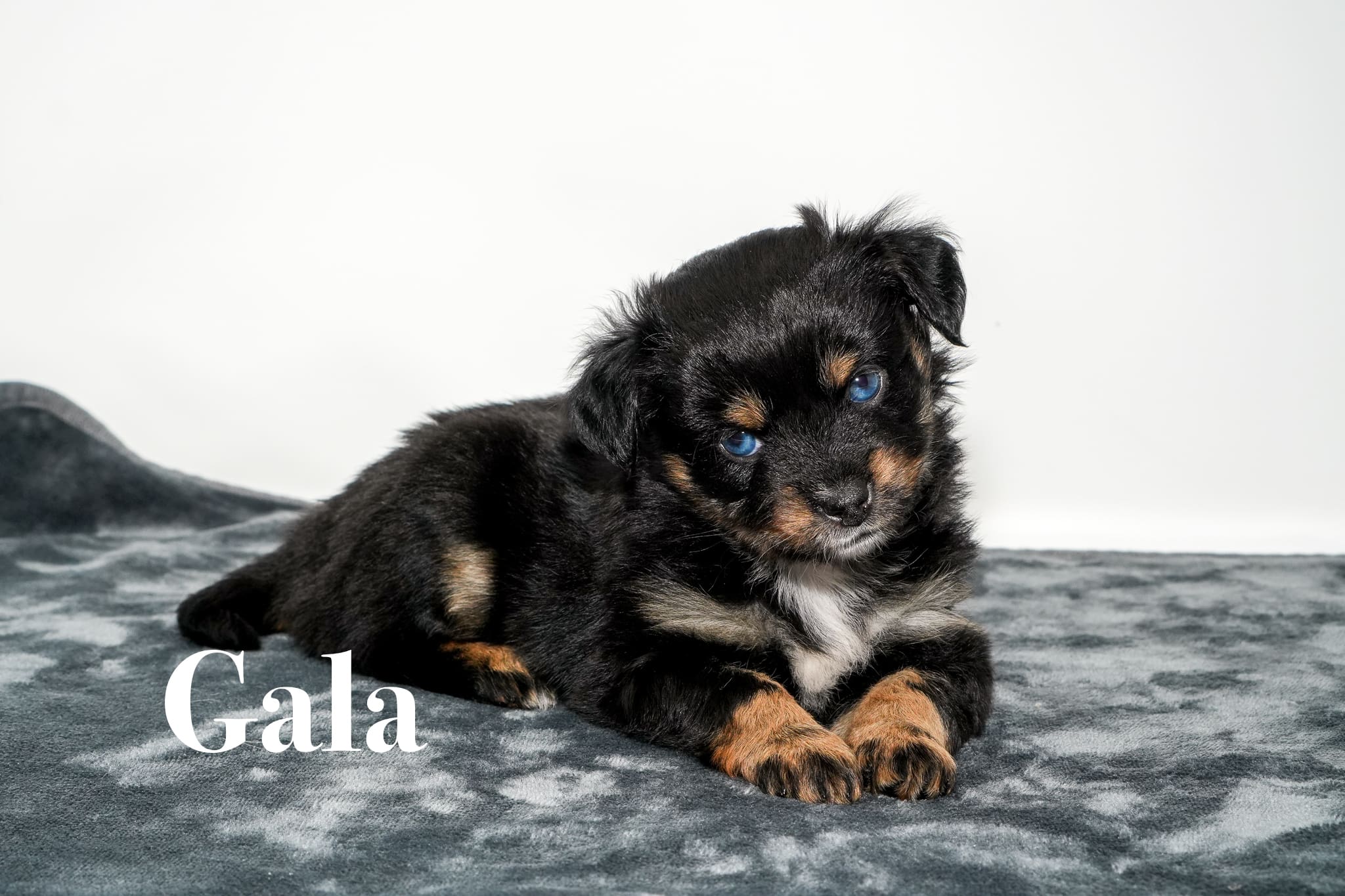 Gala, a tiny five week old blue eyed black tricolor female Toy Australian Shepherd puppy with a tail