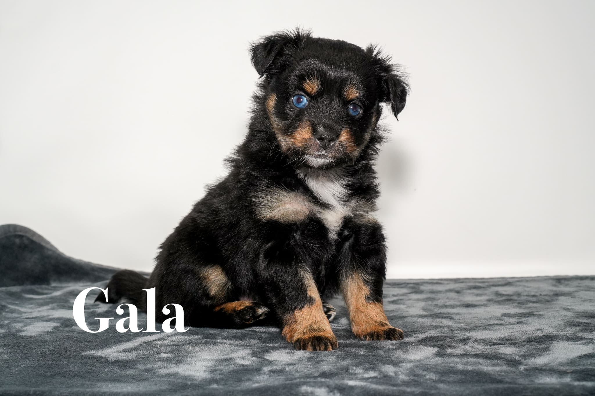 Gala, a tiny five week old blue eyed black tricolor female Toy Australian Shepherd puppy with a tail