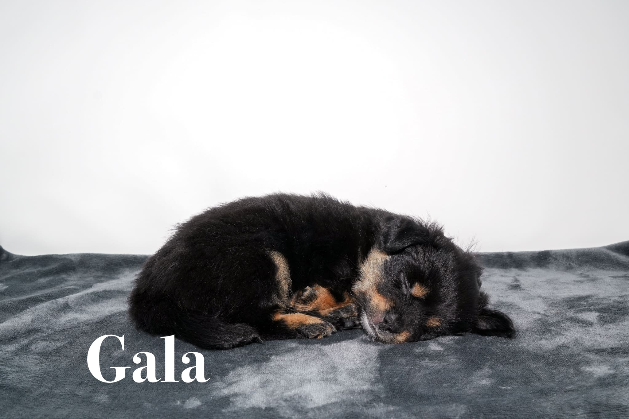 A tiny toy black tricolor Toy Aussie puppy with a tail