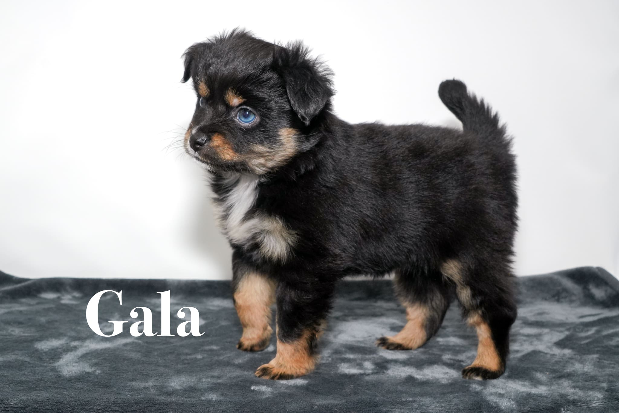 A tiny toy black tricolor Toy Aussie puppy with a tail