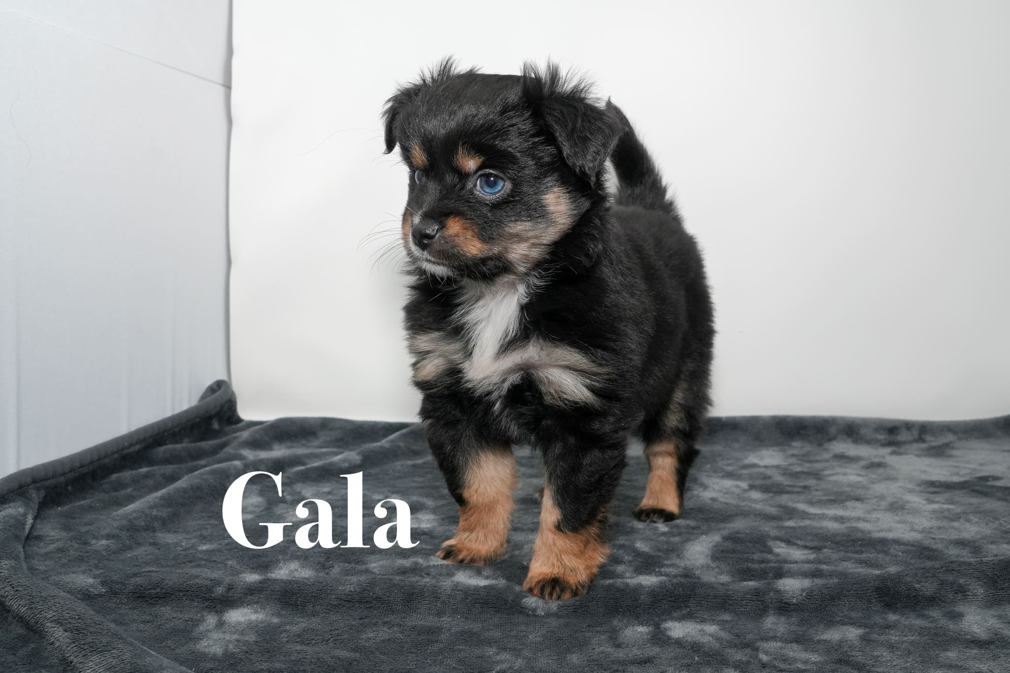 A tiny toy black tricolor Toy Aussie puppy with a tail