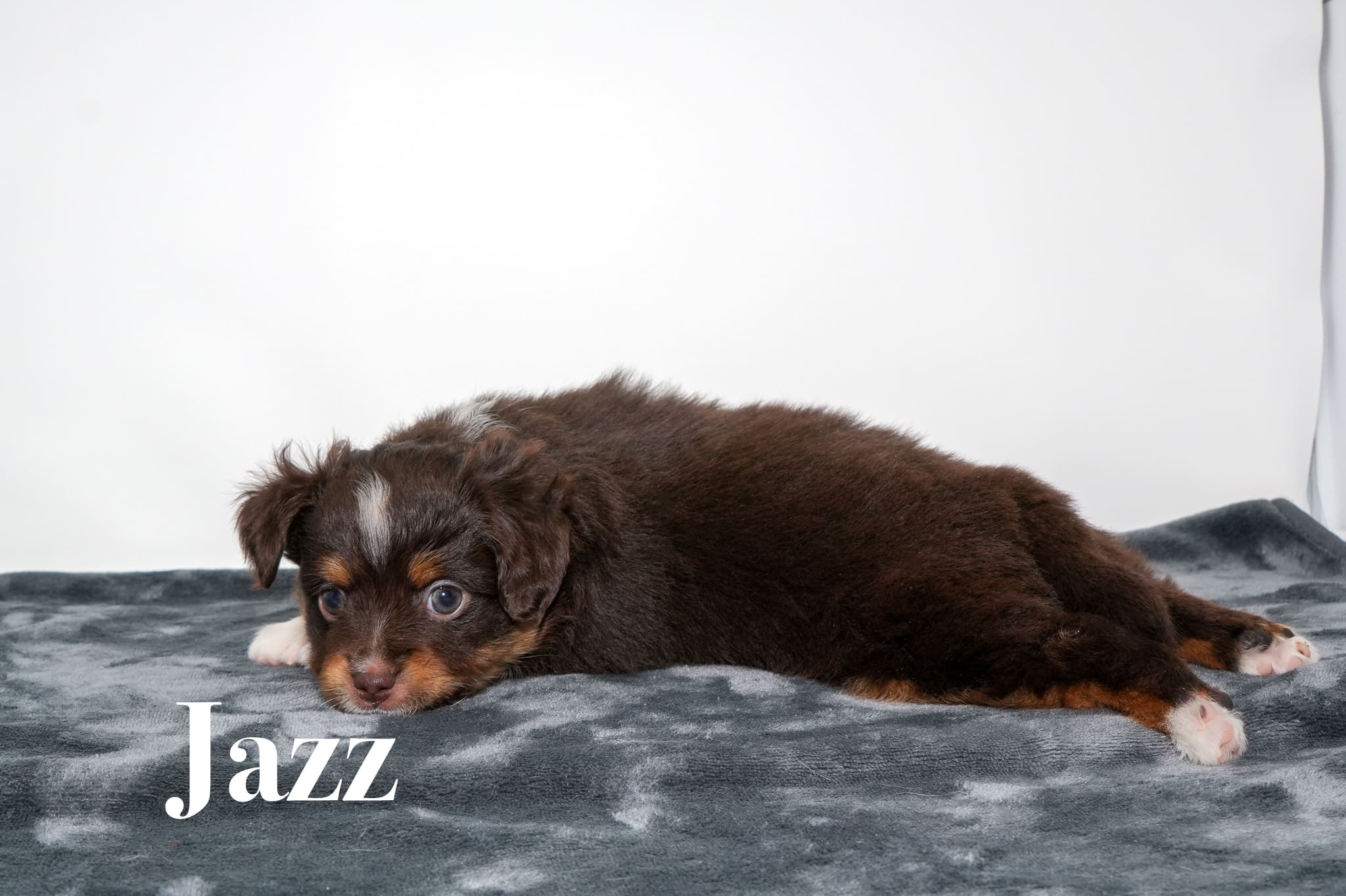 Jazz, a red tri female toy Australian Shepherd puppy with a tail