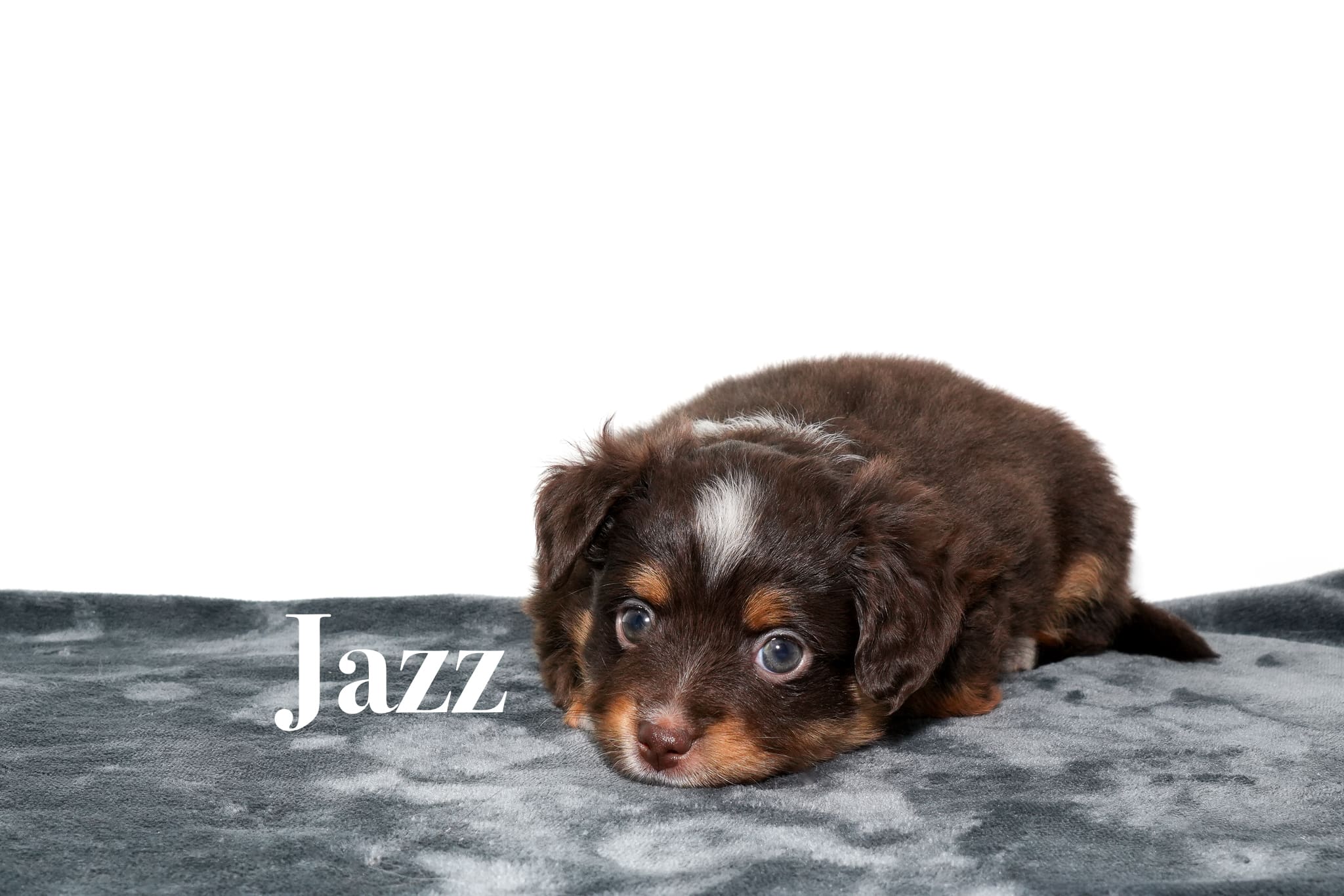 Jazz, a red tri female toy Australian Shepherd puppy with a tail