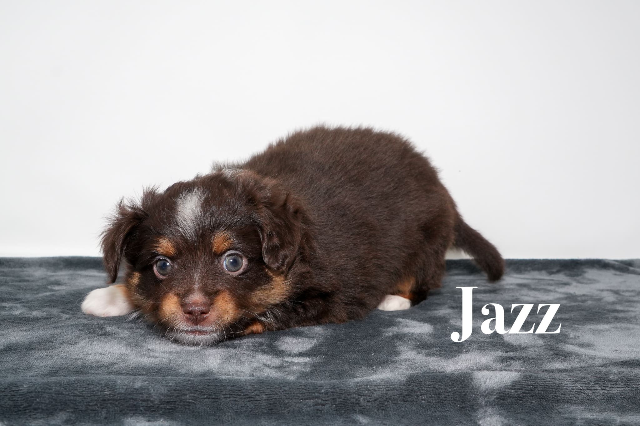 Jazz, a red tri female toy Australian Shepherd puppy with a tail