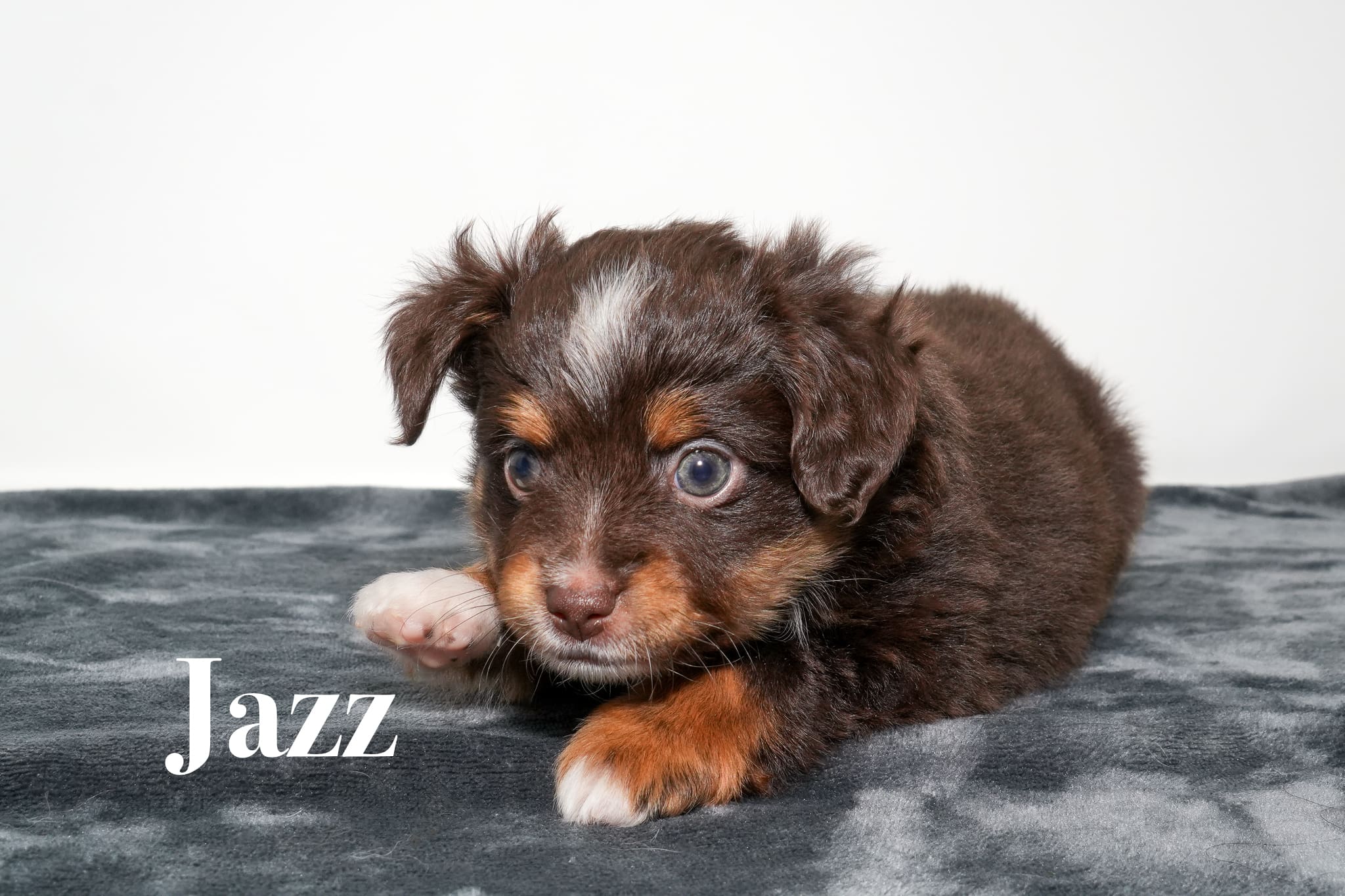 Jazz, a red tri female toy Australian Shepherd puppy with a tail