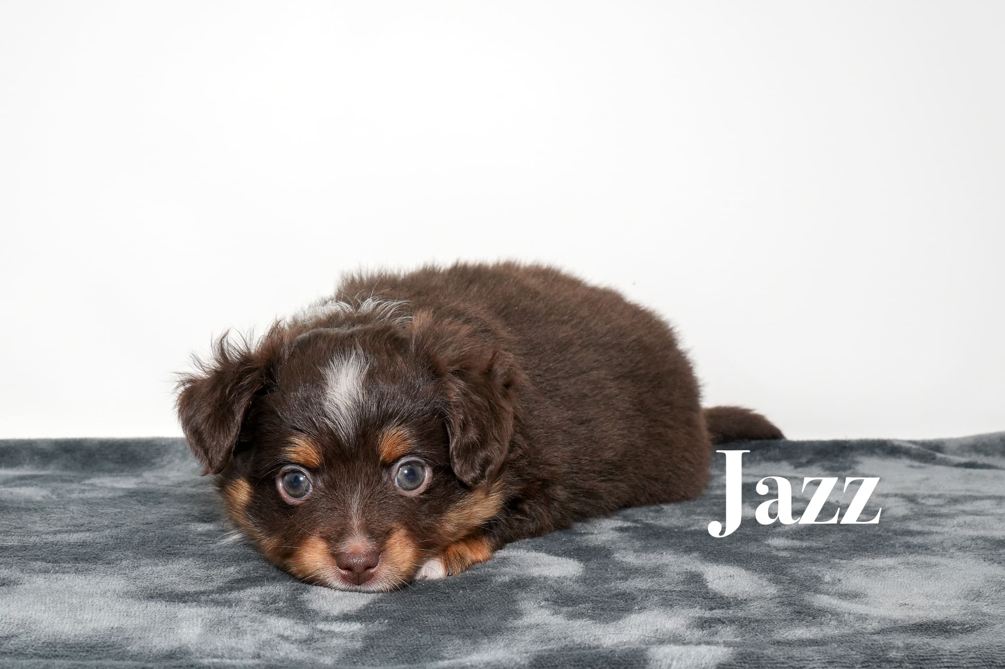 Jazz, a red tri female toy Australian Shepherd puppy with a tail