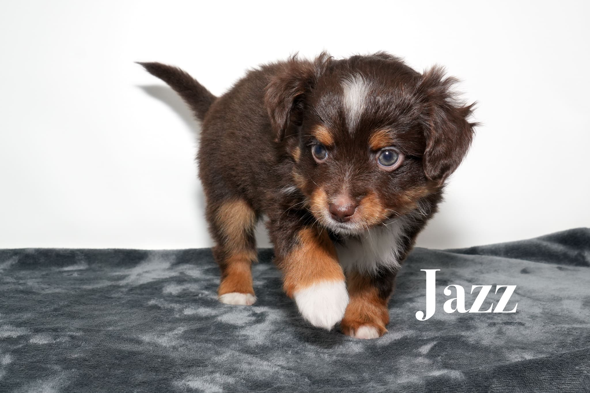 Jazz, a red tri female toy Australian Shepherd puppy with a tail