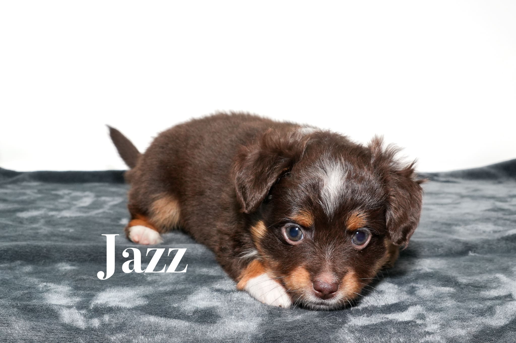 Jazz, a red tri female toy Australian Shepherd puppy with a tail
