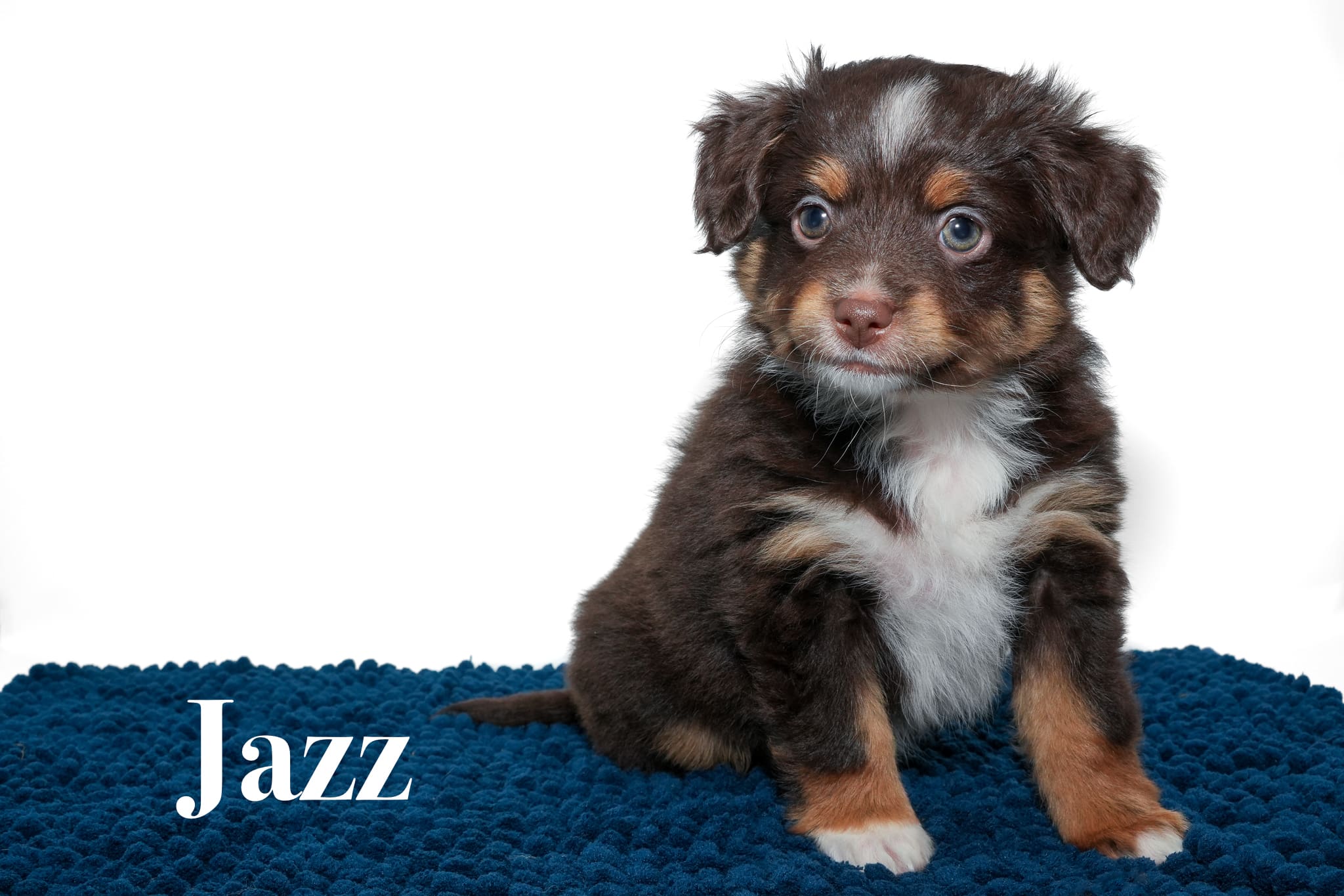 A 7-week-old red tricolor Toy Australian Shepherd puppy with a tail